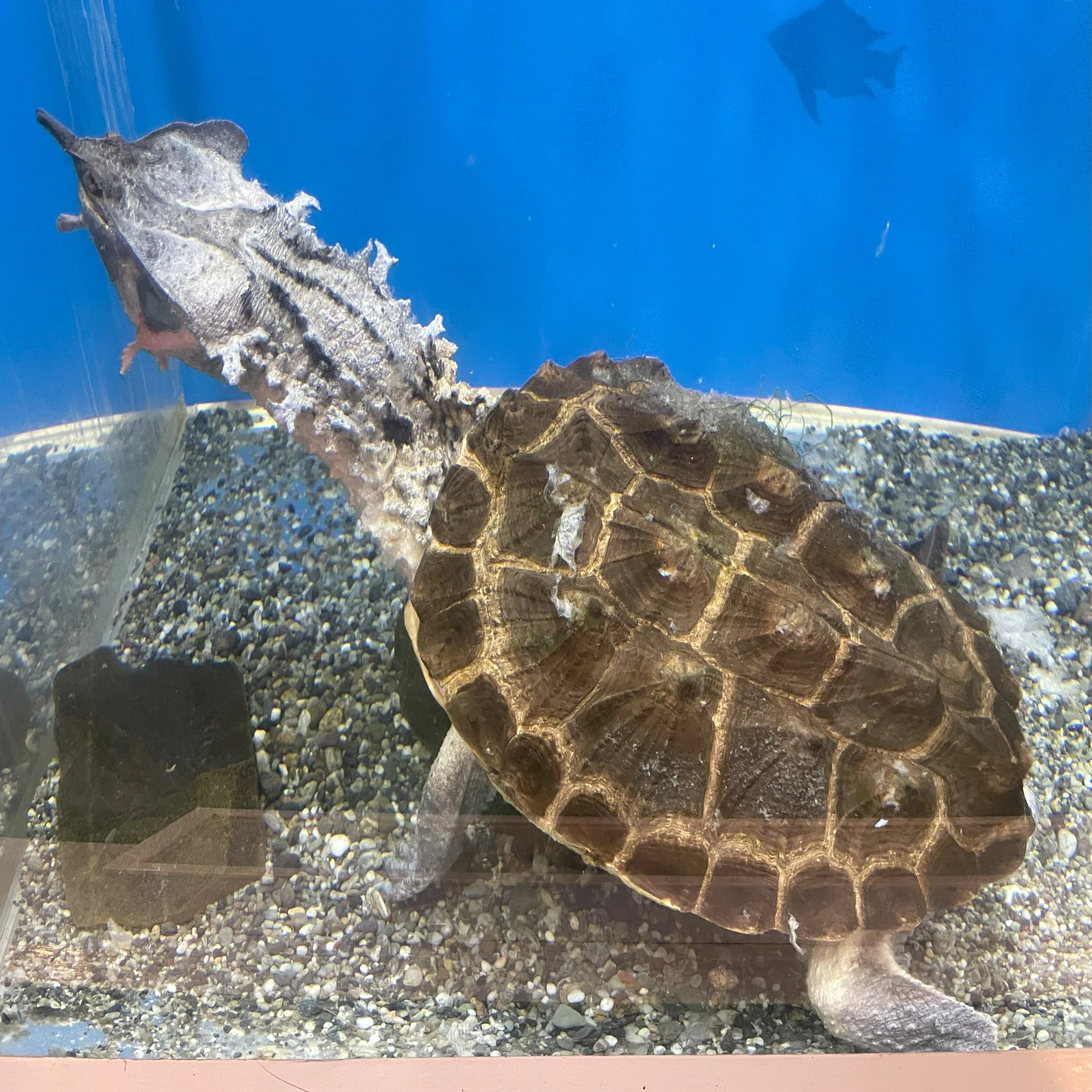 マタマタ《展示動物解説》｜桂浜水族館 公式