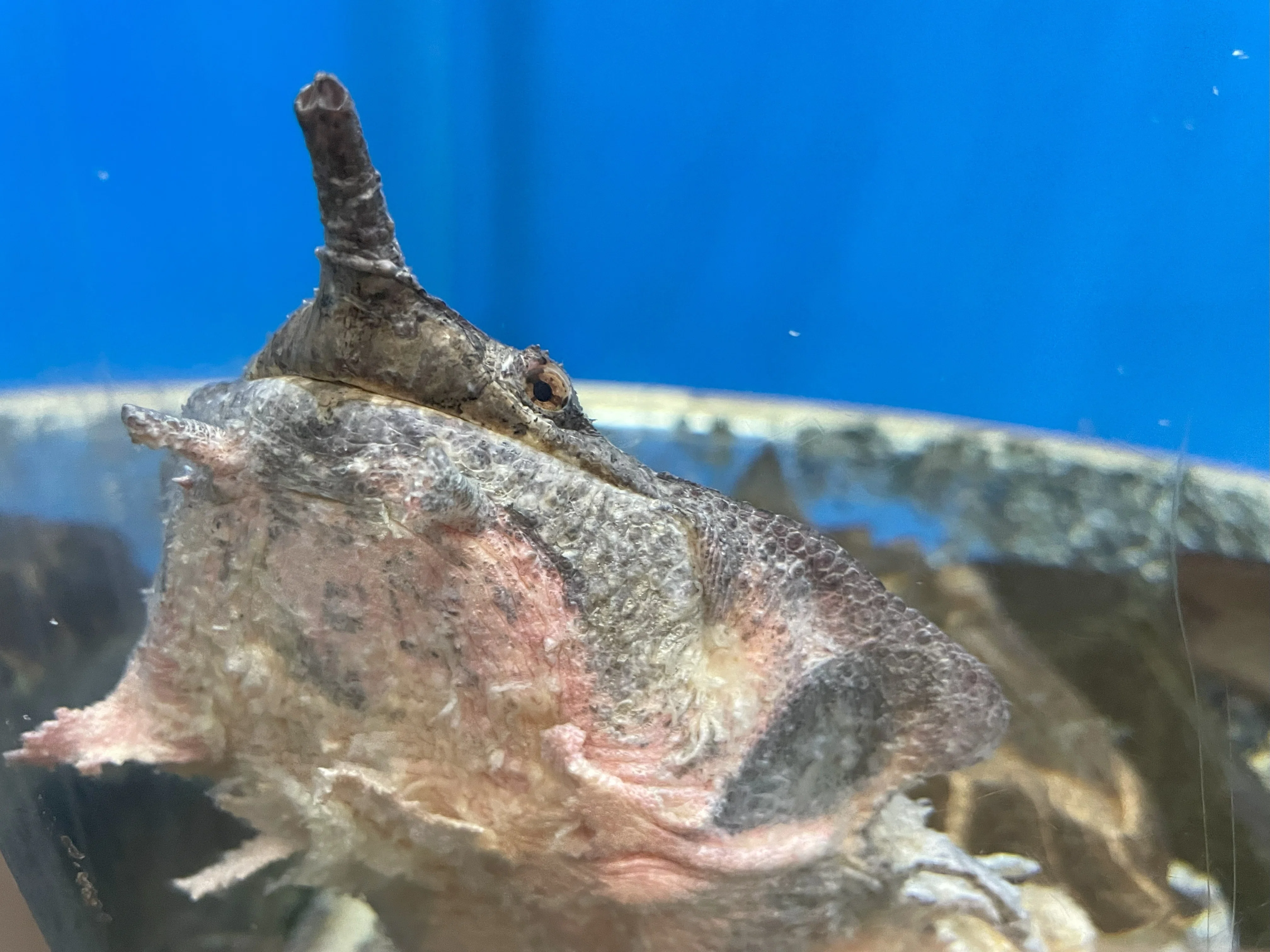 マタマタ《展示動物解説》｜桂浜水族館 公式
