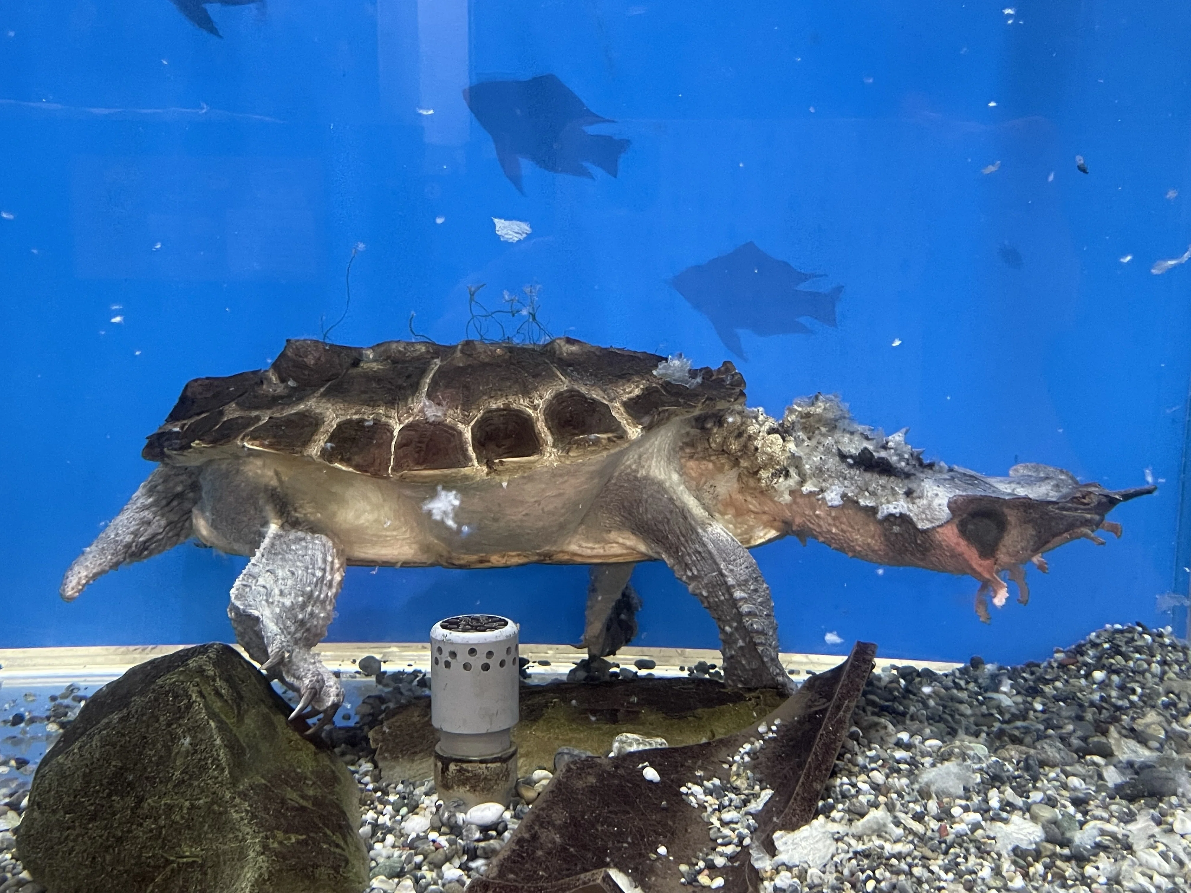 マタマタ《展示動物解説》｜桂浜水族館 公式