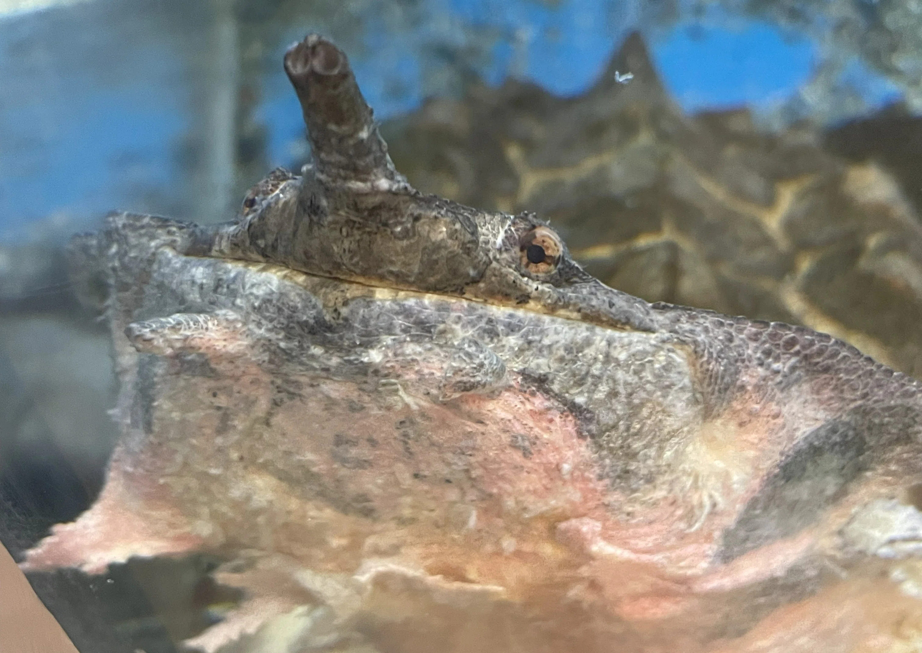マタマタ《展示動物解説》｜桂浜水族館 公式