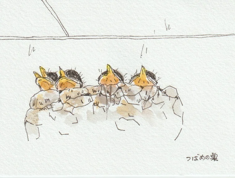 ツバメの雛を描いた｜水彩スケッチ帖