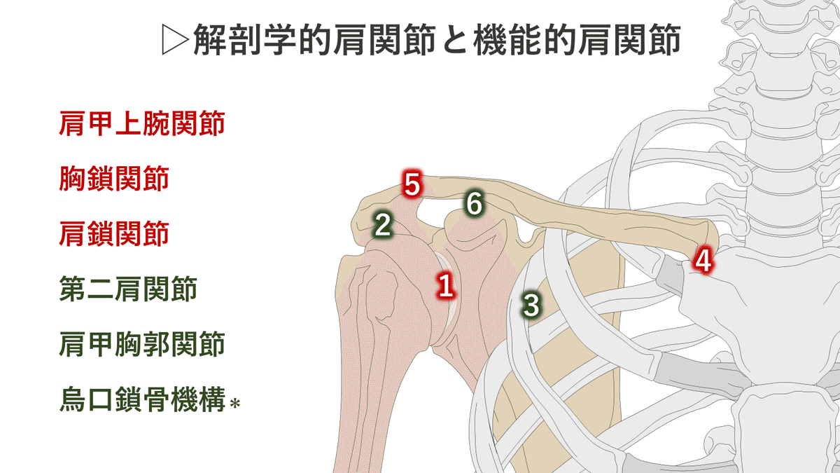 Sue Falsone 肩関節傷害の評価＋解剖学的構造の理解【2点セット】 Sue Falsone 肩関節傷害の評価＋解剖学的構造の理解【2点