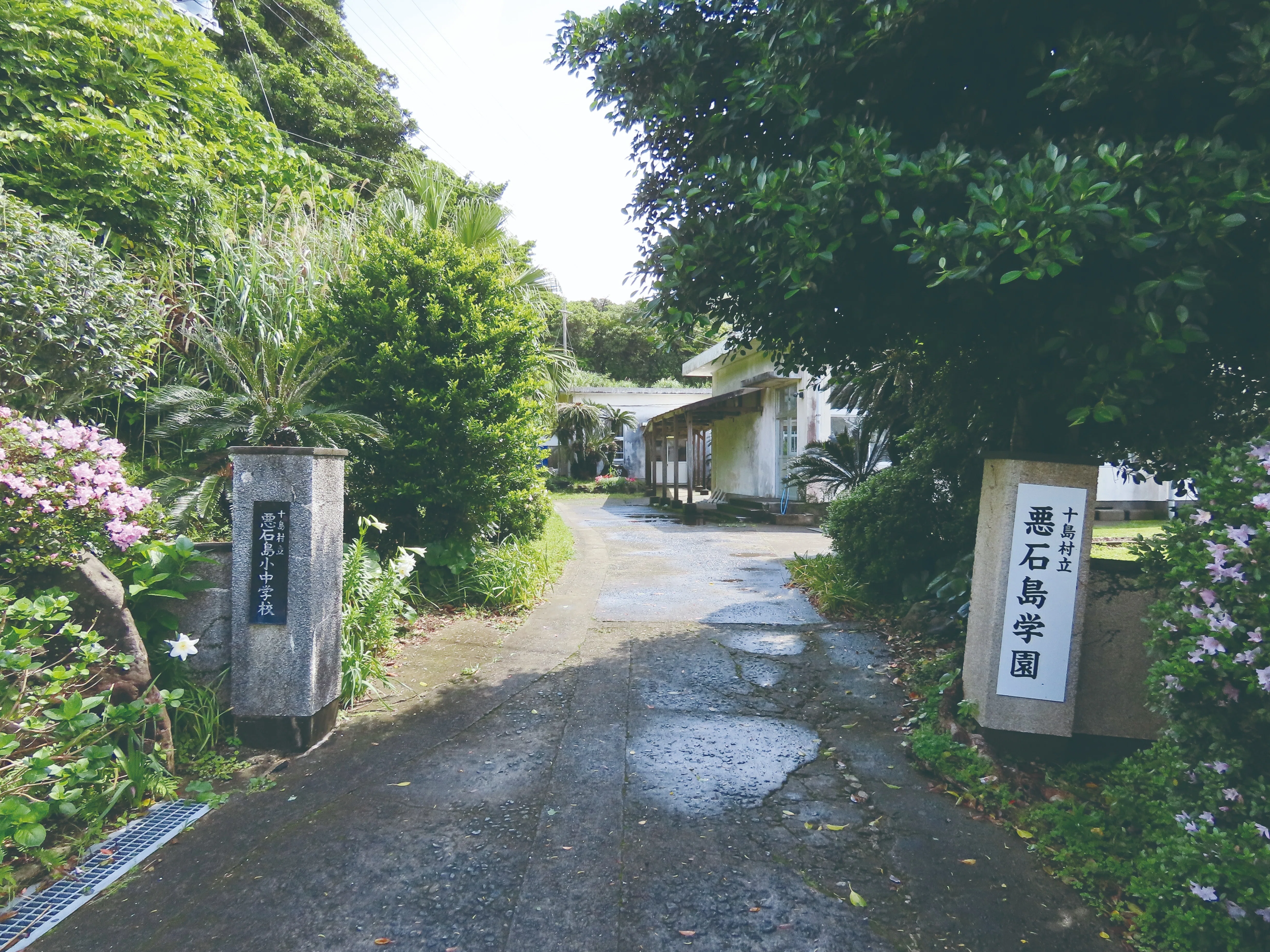 日本の知られざる島へ／悪石島（鹿児島県）｜島へ。オンライン