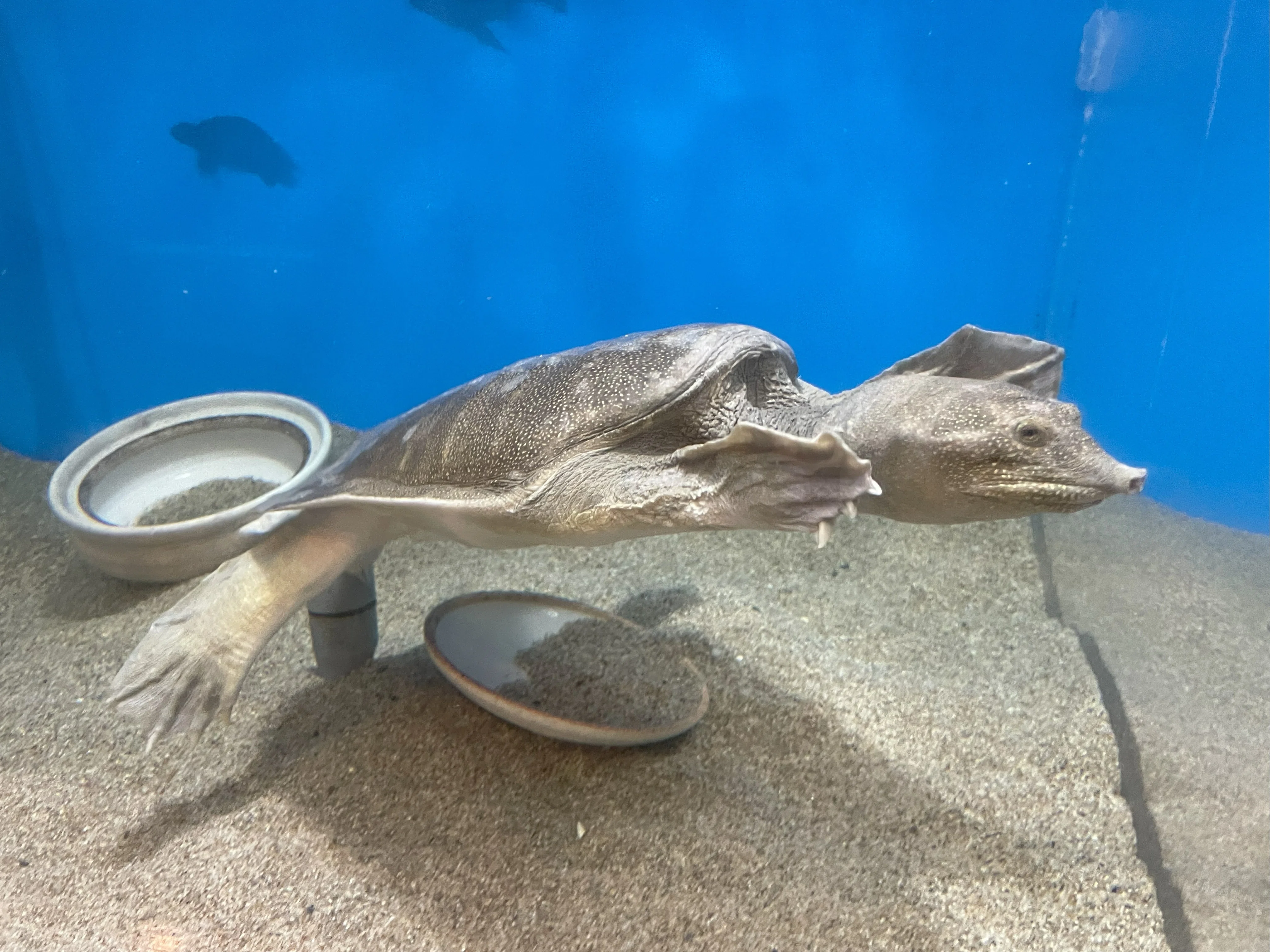 ニホンスッポン《展示動物解説》｜桂浜水族館 公式
