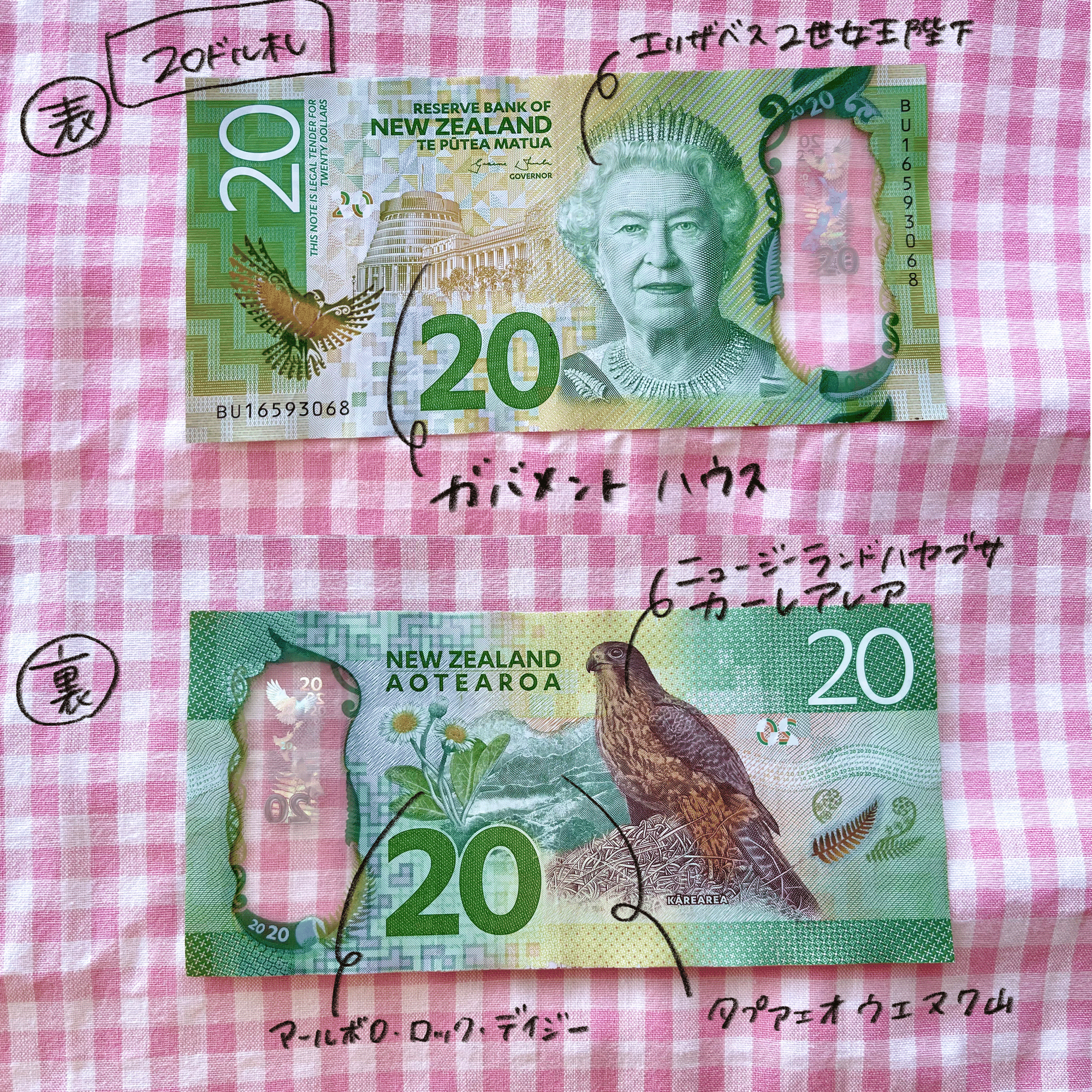 ニュージーランドの現金|ちーまる🍒 ニュージーランドの現金|ちーまる🍒
