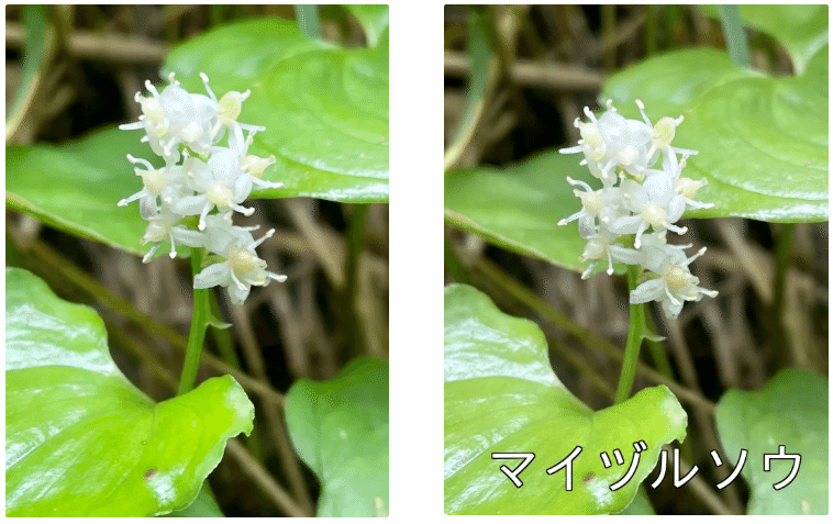 Cursor】高山植物名を自動識別＆写真にラベリングするツールを作って