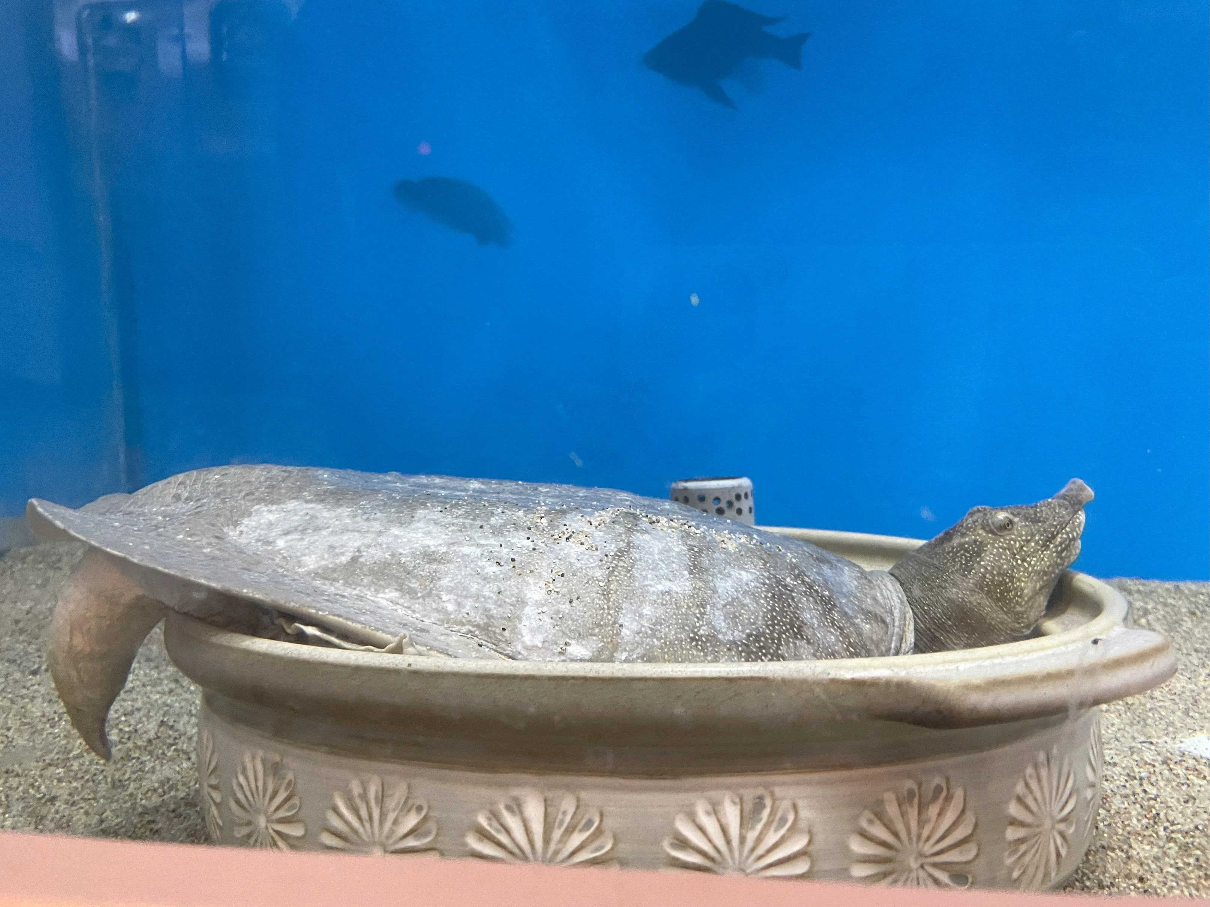 ニホンスッポン《展示動物解説》｜桂浜水族館 公式