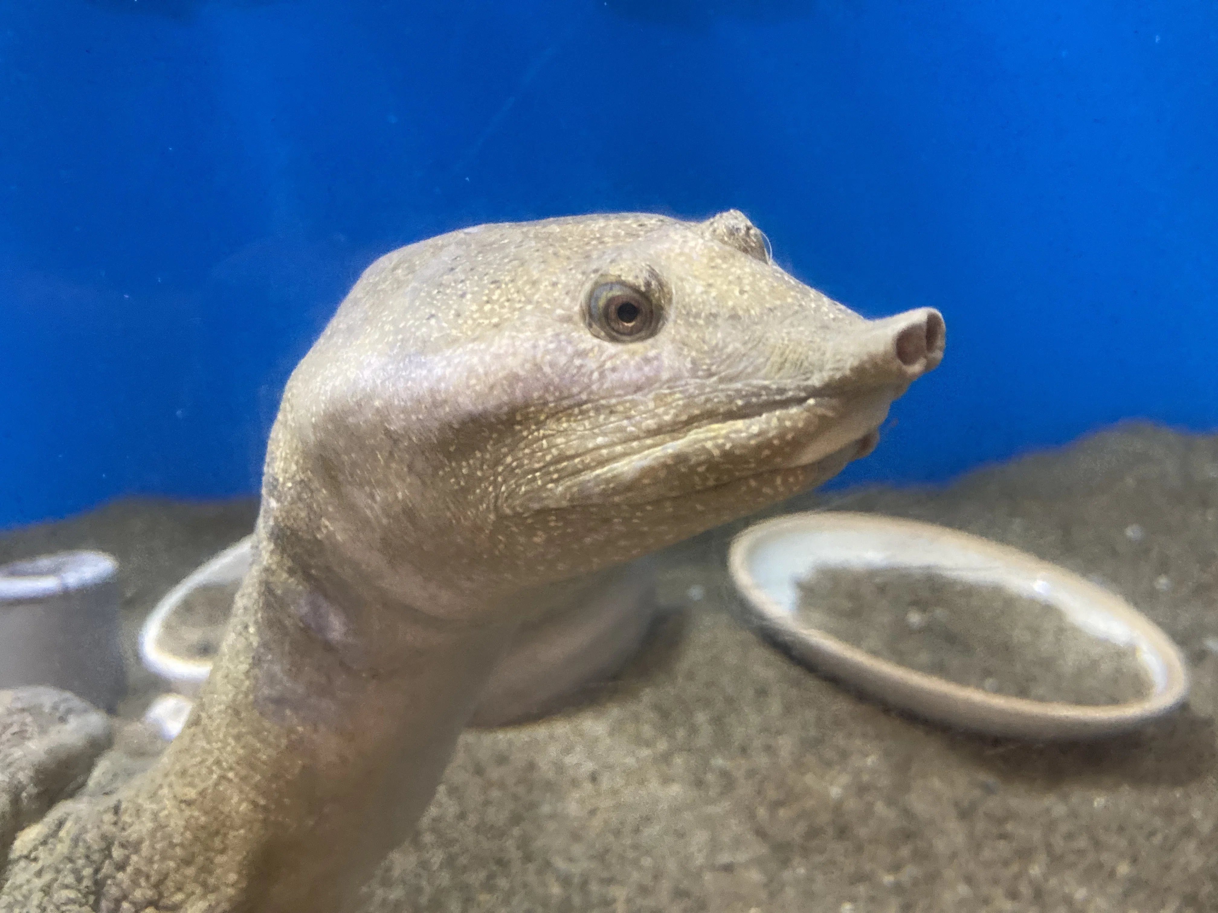 ニホンスッポン《展示動物解説》｜桂浜水族館 公式