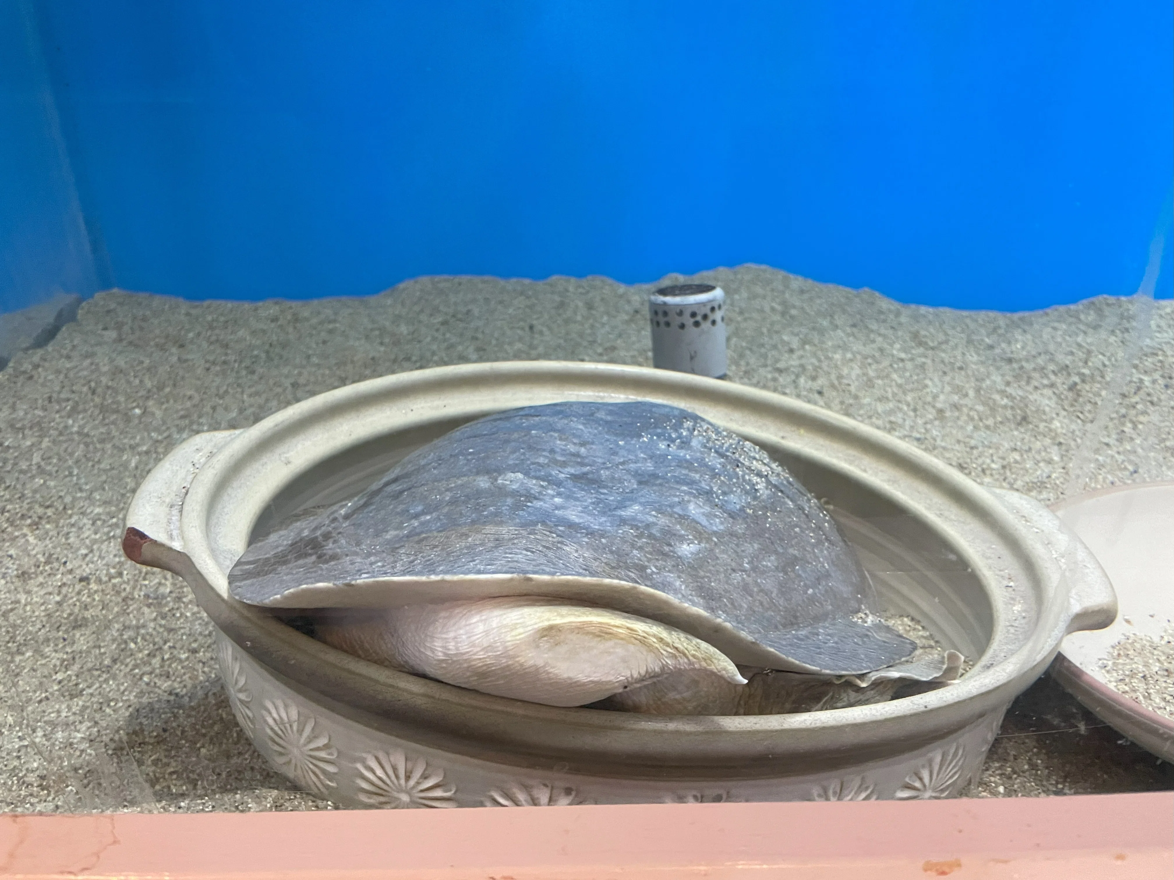 ニホンスッポン《展示動物解説》｜桂浜水族館 公式