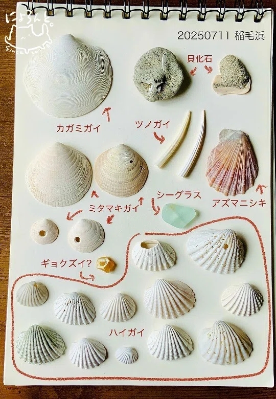 ハイガイと貝化石、カガミガイ、ツノガイ、ミタマキガイ！夏のいなげ浜