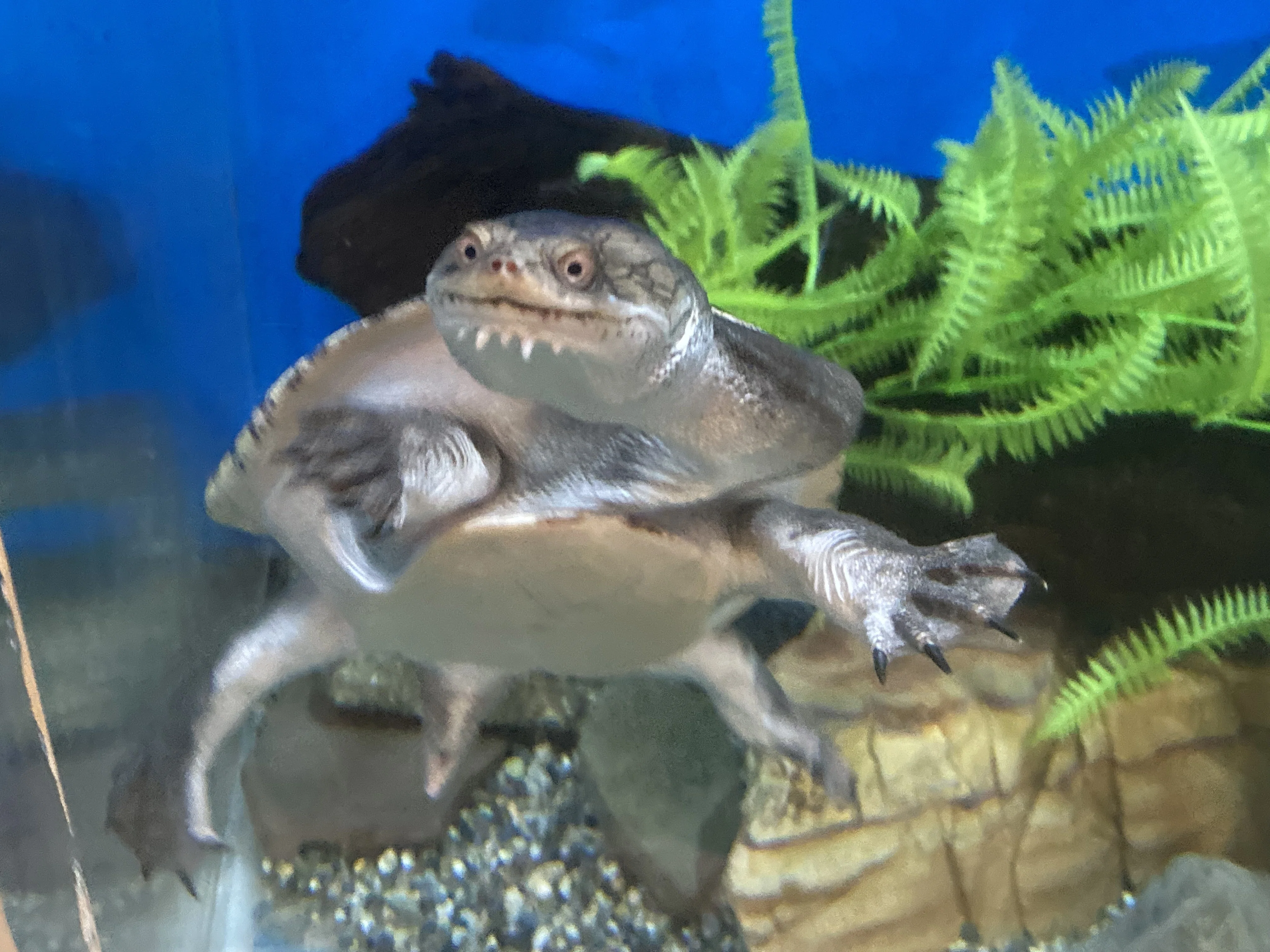 チリメンナガクビガメ《展示動物解説》｜桂浜水族館 公式