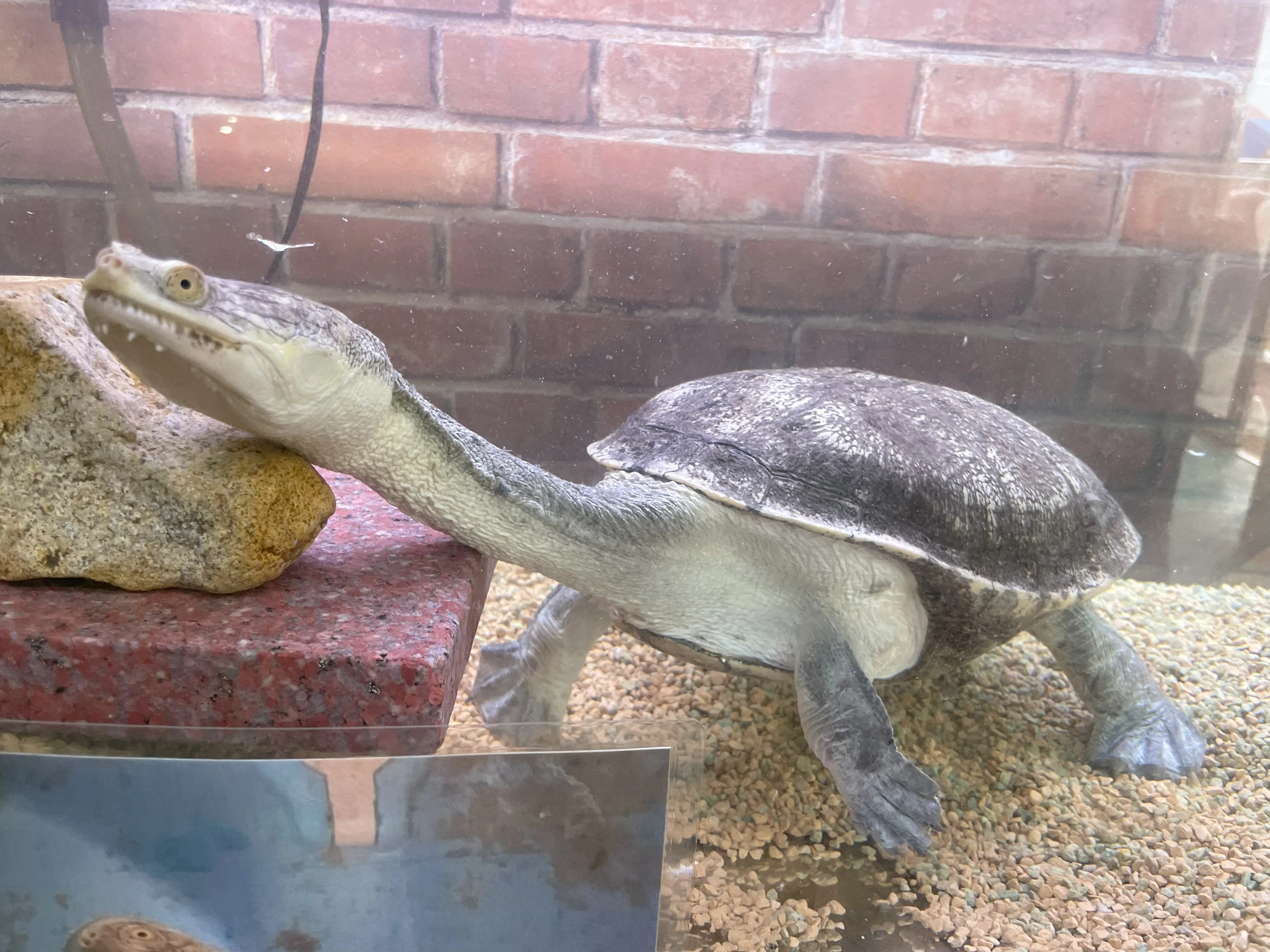 チリメンナガクビガメ《展示動物解説》｜桂浜水族館 公式