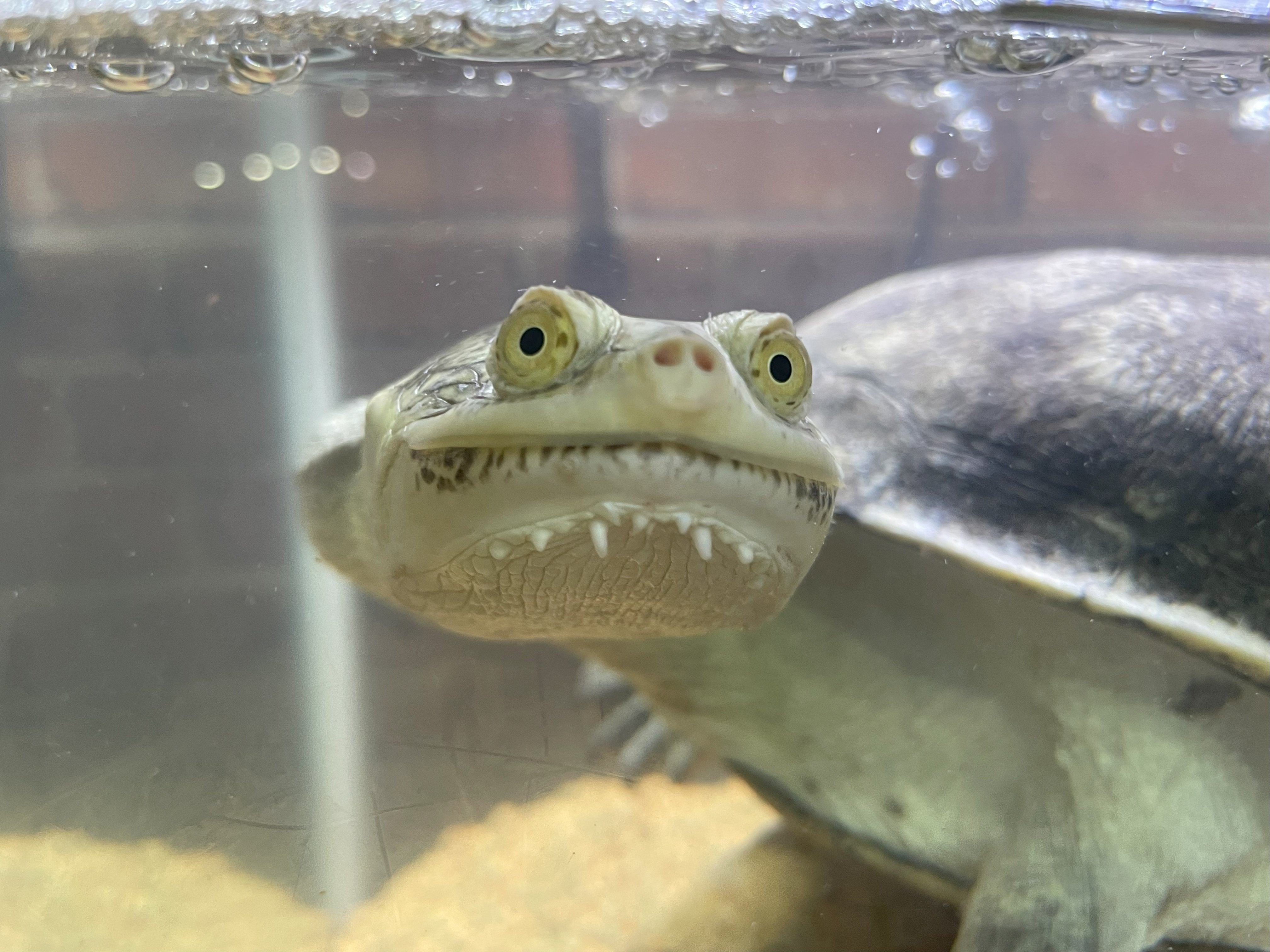 チリメンナガクビガメ《展示動物解説》｜桂浜水族館 公式