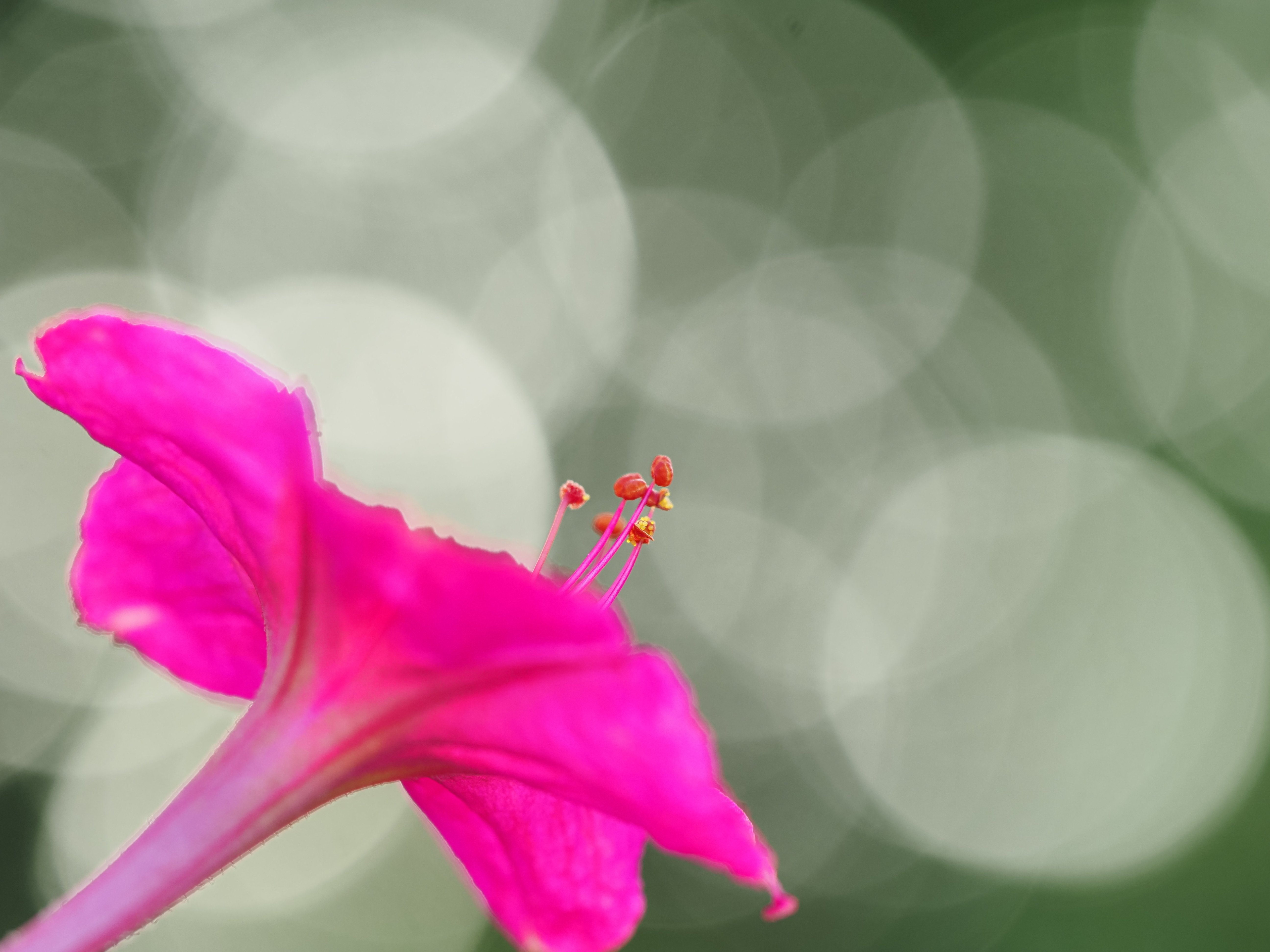 小さな世界をのぞいてみよう！ #04 3種類のマクロレンズを使いこなそう