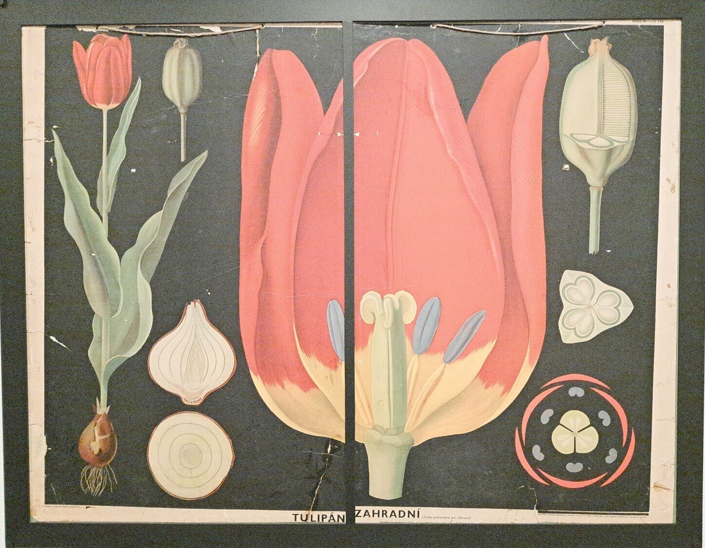 絵画　青と植物 ENCYCLOPEDIA OF FLOWERS Ⅵ 植物図鑑｜青幻舎 SEIGENSHA Art