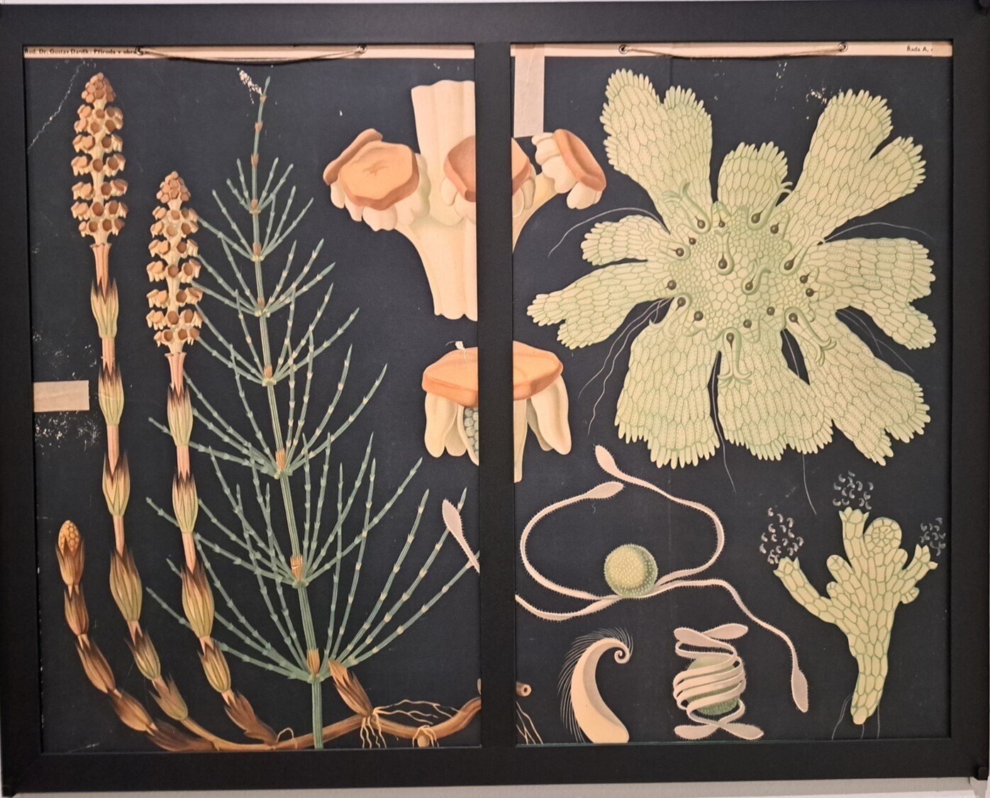 絵画　青と植物 植物画とは何か＞（1）：植物画鑑賞経験、日本絵画と植物