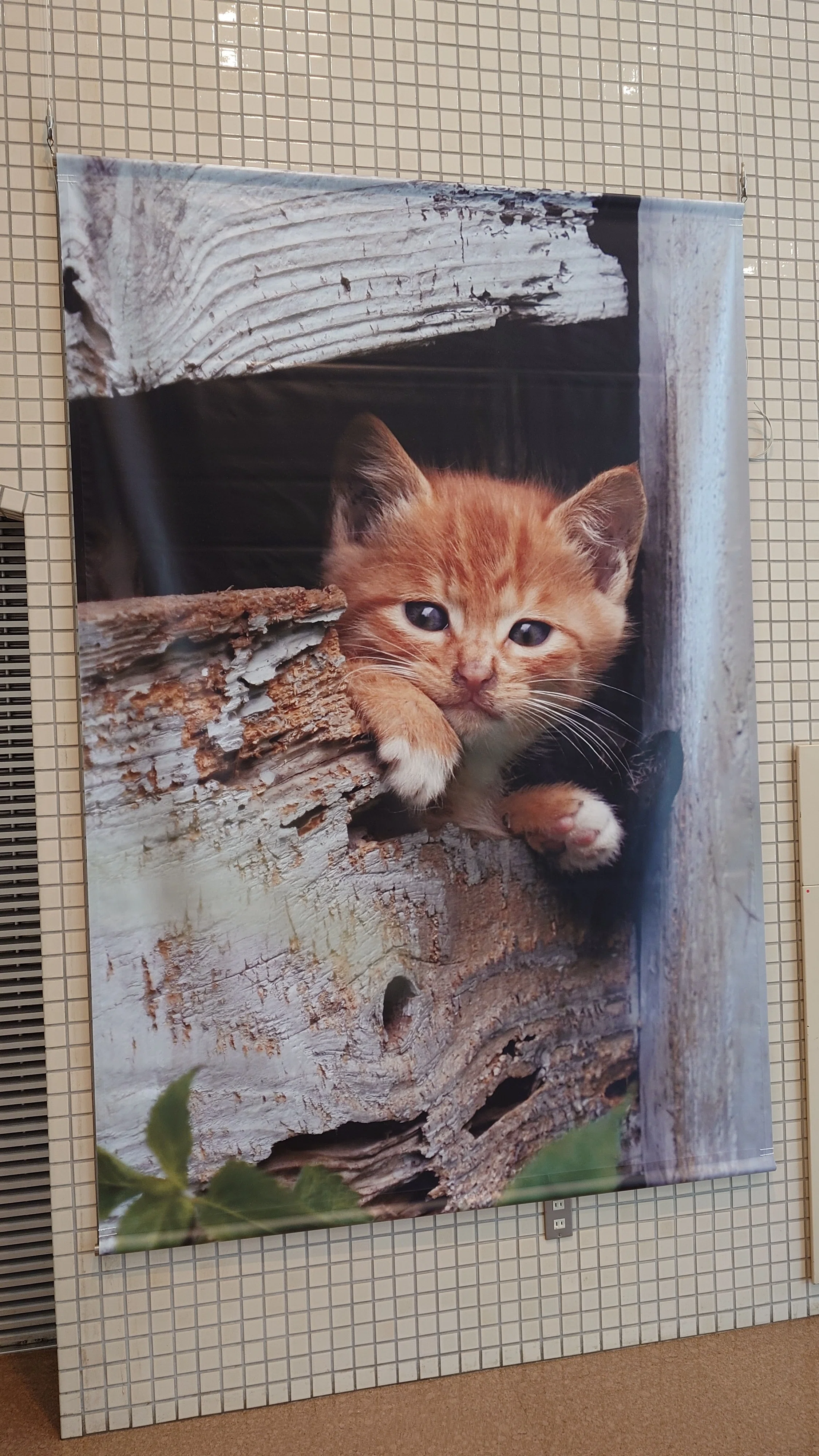 日本ねこ歩き写真展｜273