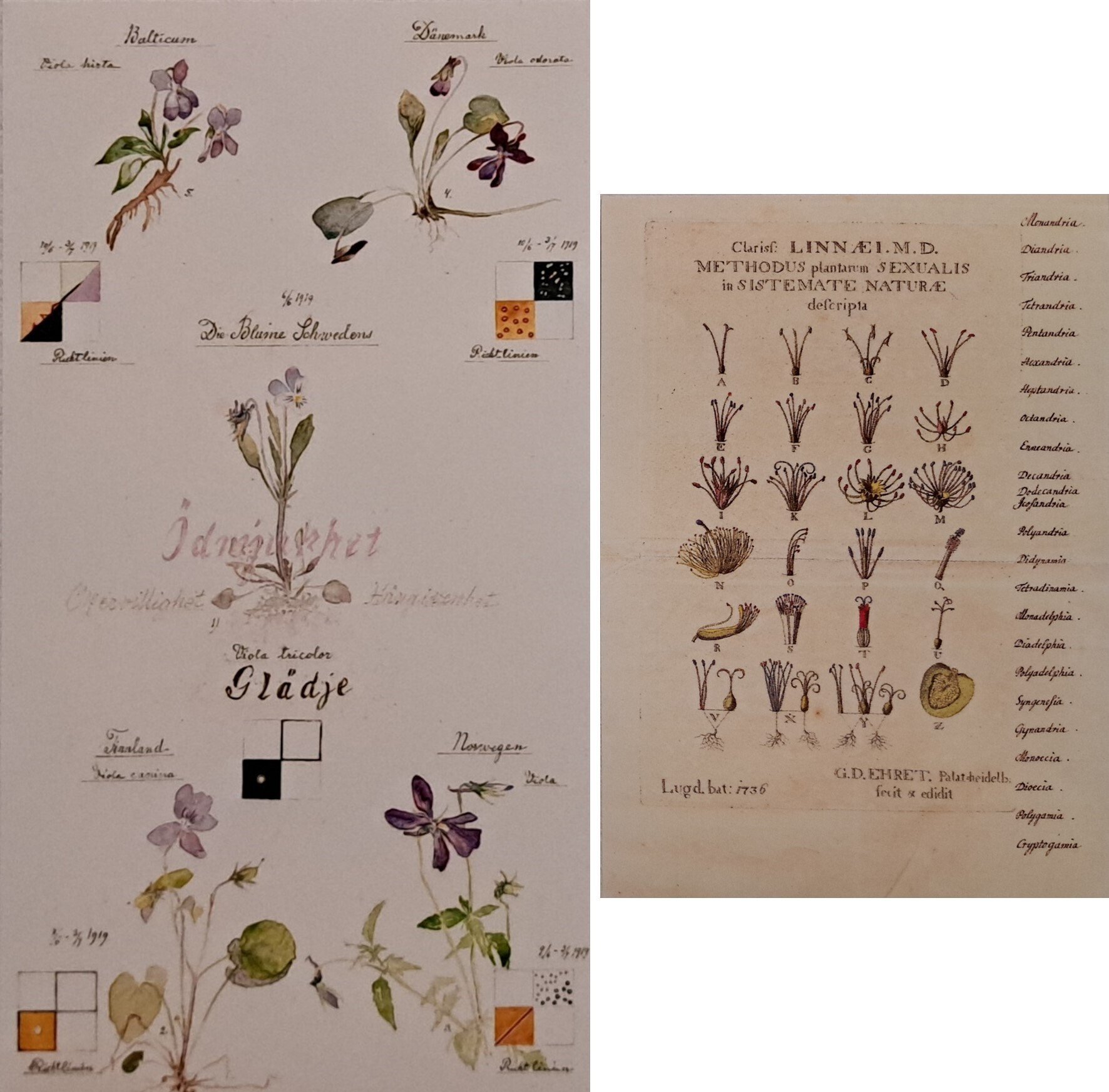 絵画　花　草 soujirou-web-shop_wa-064-60