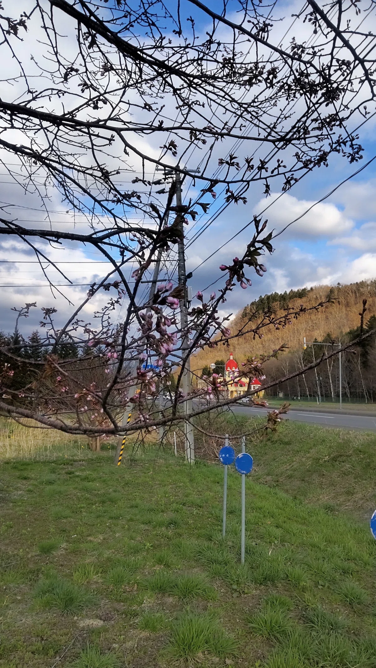 滝上町 国道273号沿いの桜の写真