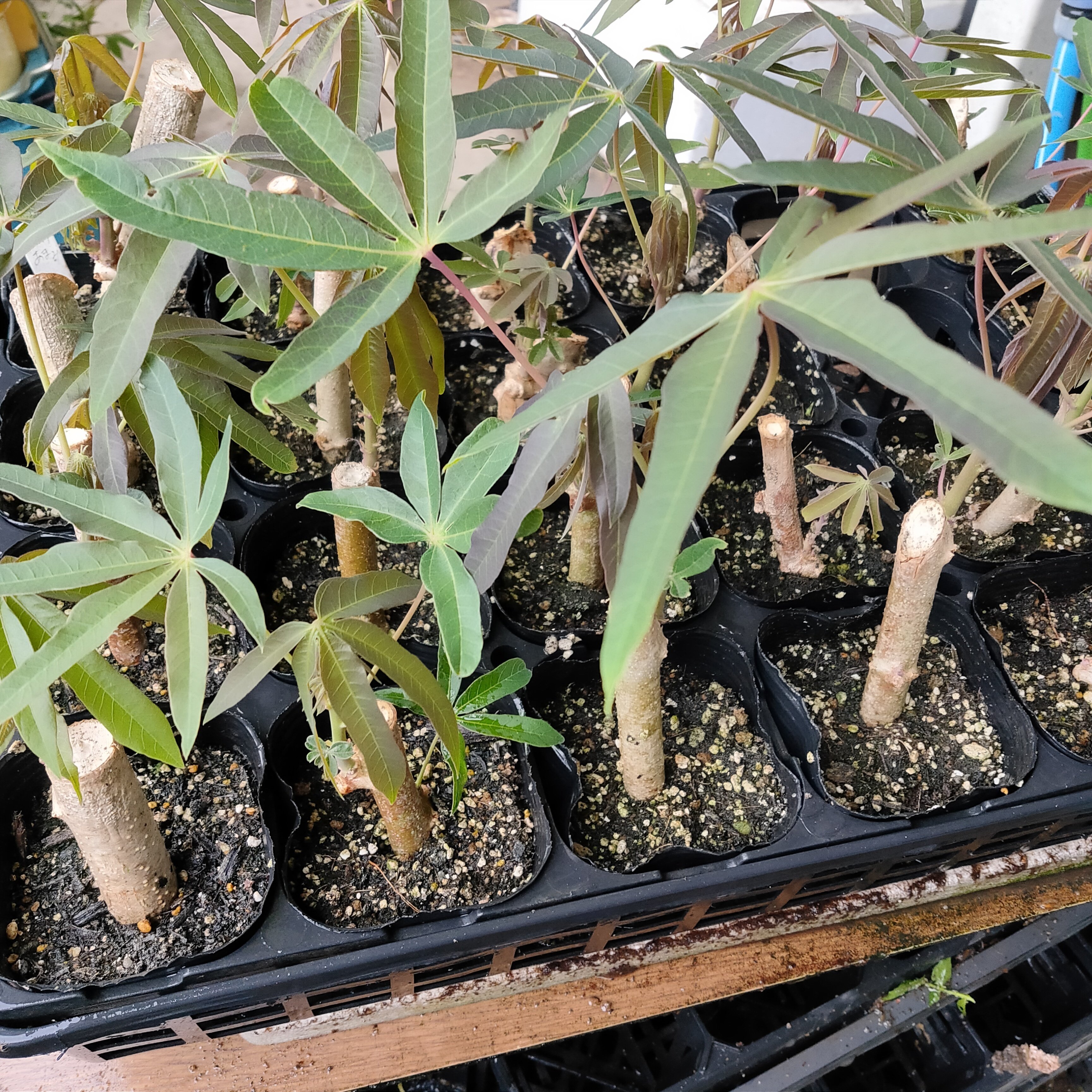 🌱キャッサバ、島で育ててみたら——育つ。でも、“その先”をどうする