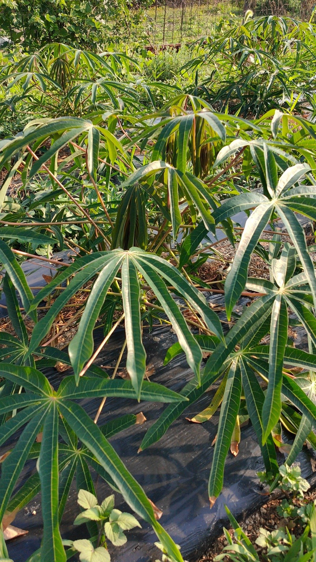 🌱キャッサバ、島で育ててみたら——育つ。でも、“その先”をどうする