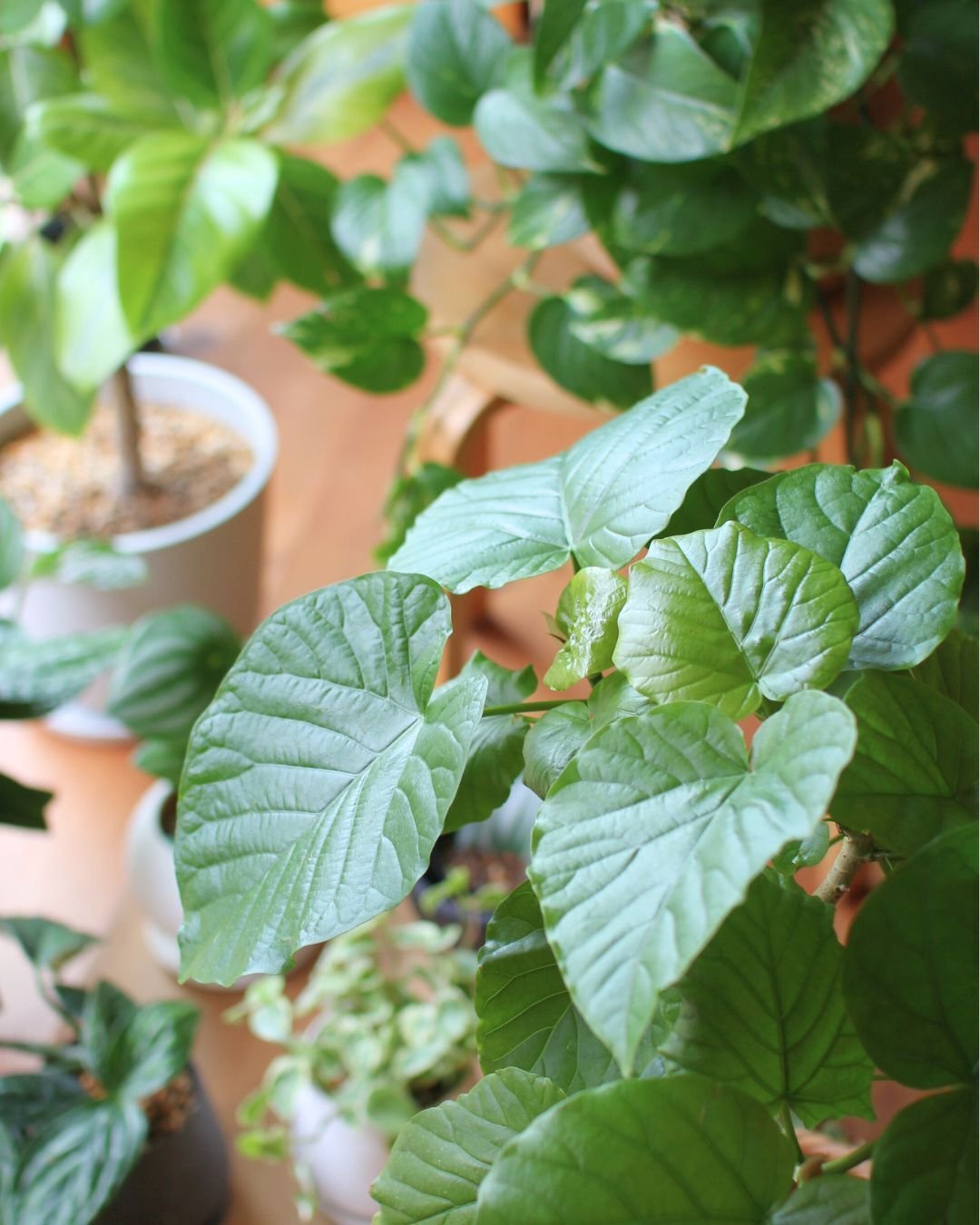 観葉植物がひとつ、またひとつと｜いろは｜家のこと、暮らしのこと