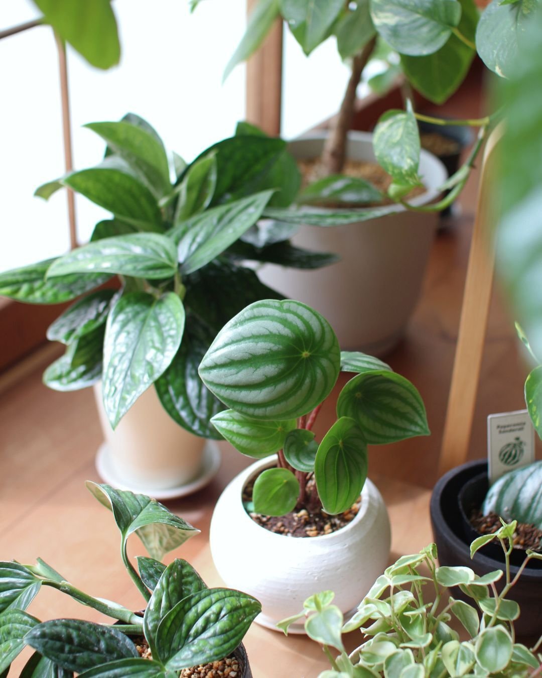 その他観葉植物 tomirio 楽天市場】観葉植物【パキラ ガジュマル サンスベリア