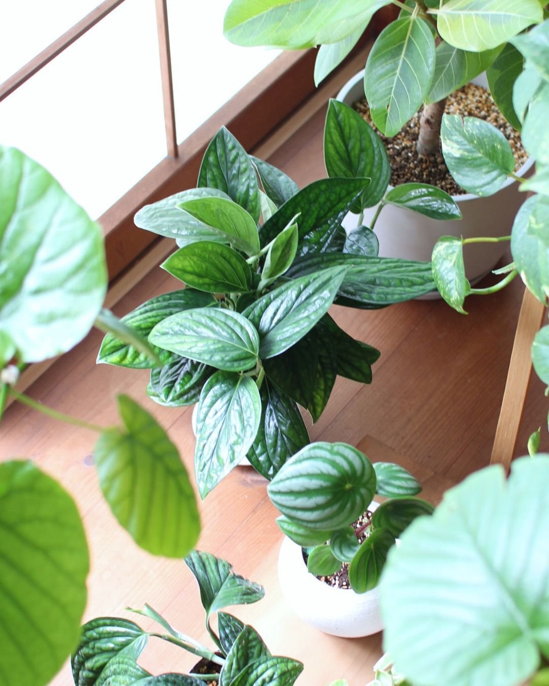 その他観葉植物 tomirio 観葉植物がひとつ、またひとつと｜いろは｜家のこと、暮らしのこと
