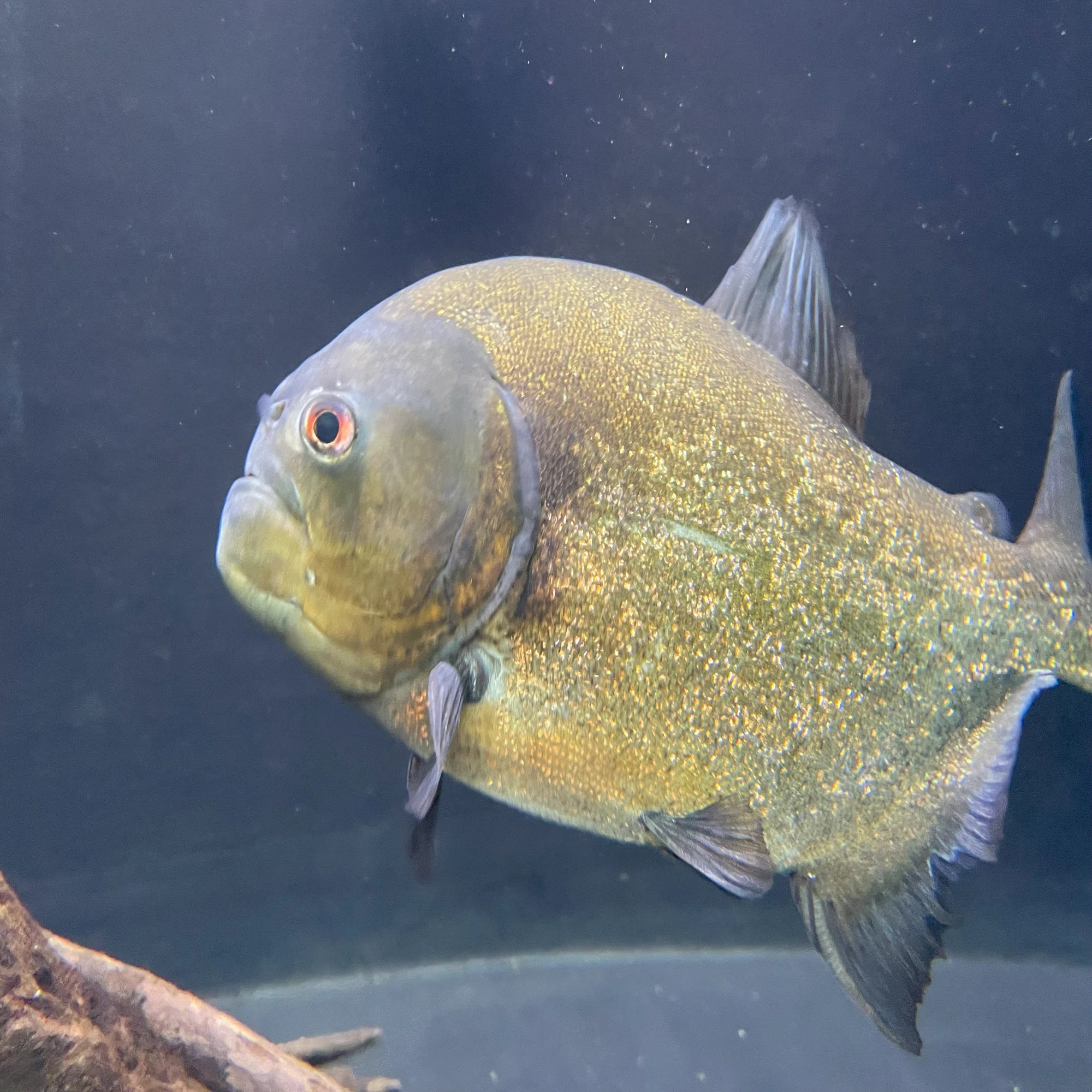 ピラニア・ナッテリー《展示動物解説》｜桂浜水族館 公式