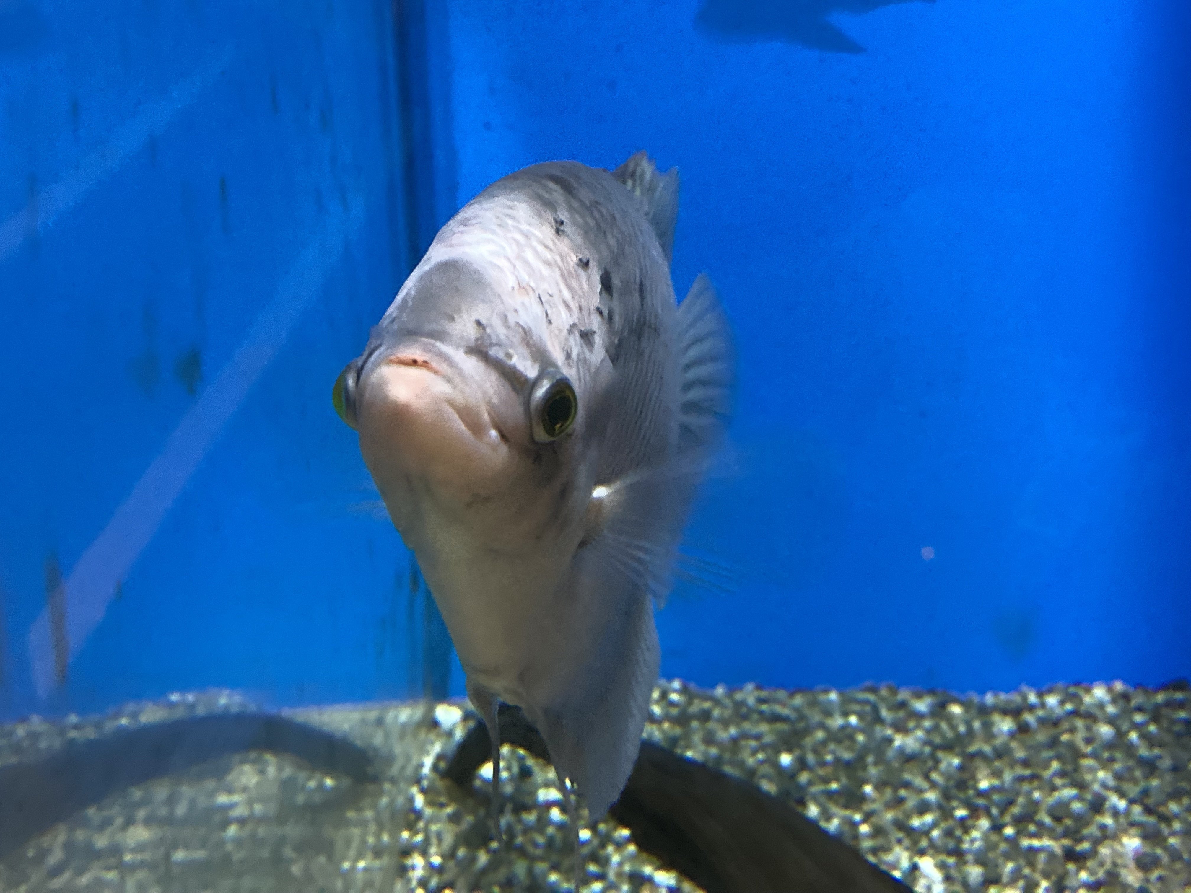 オスフロネームス・グラミー《展示動物解説》｜桂浜水族館 公式
