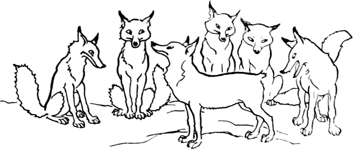 083 しっぽのないキツネ🦊｜ざっくり研究所 都築輝繁