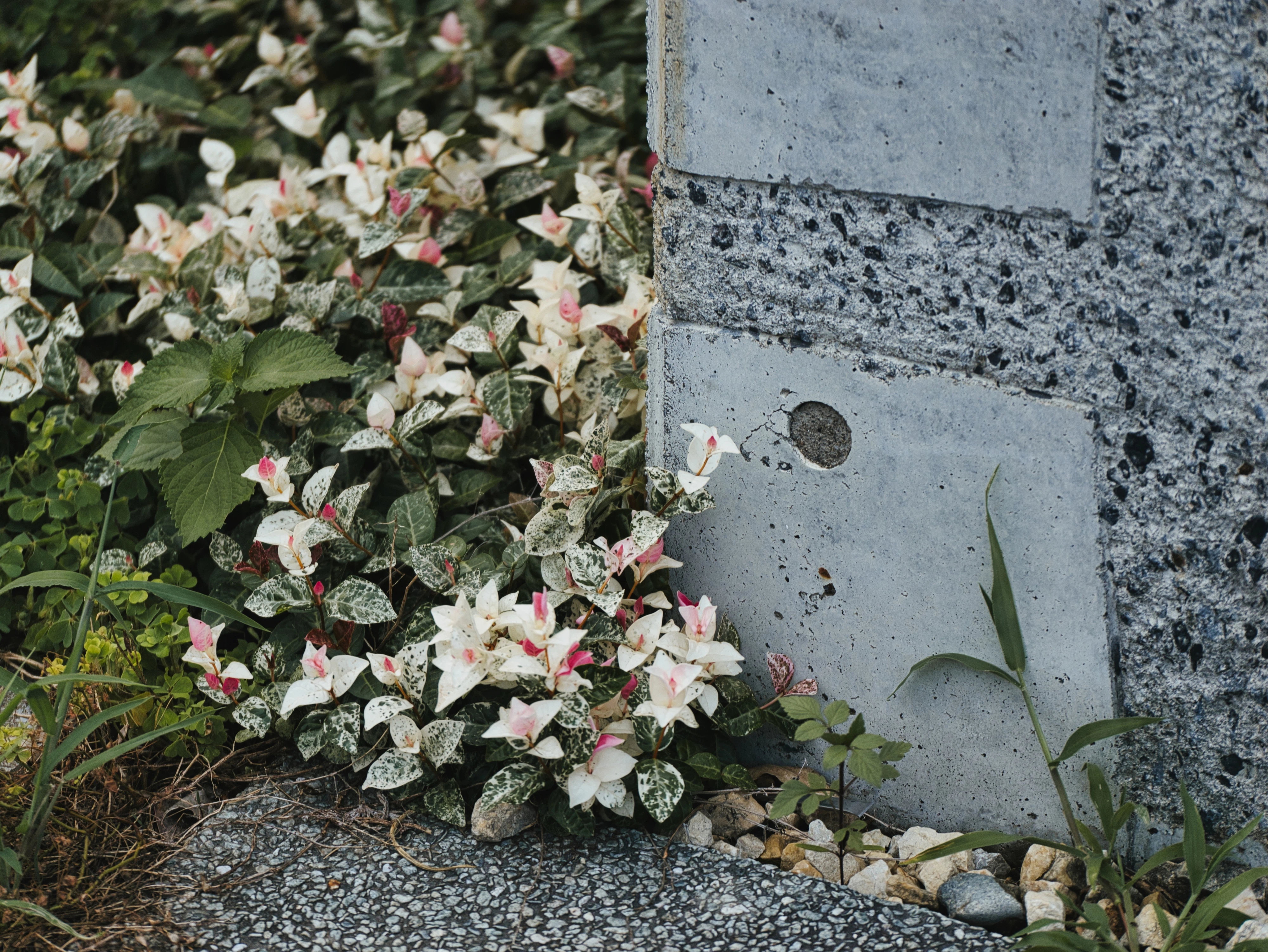 "LUMIX G X VARIO 35-100mm/F2.8/POWER O.I.S" Capturing the Green of ...