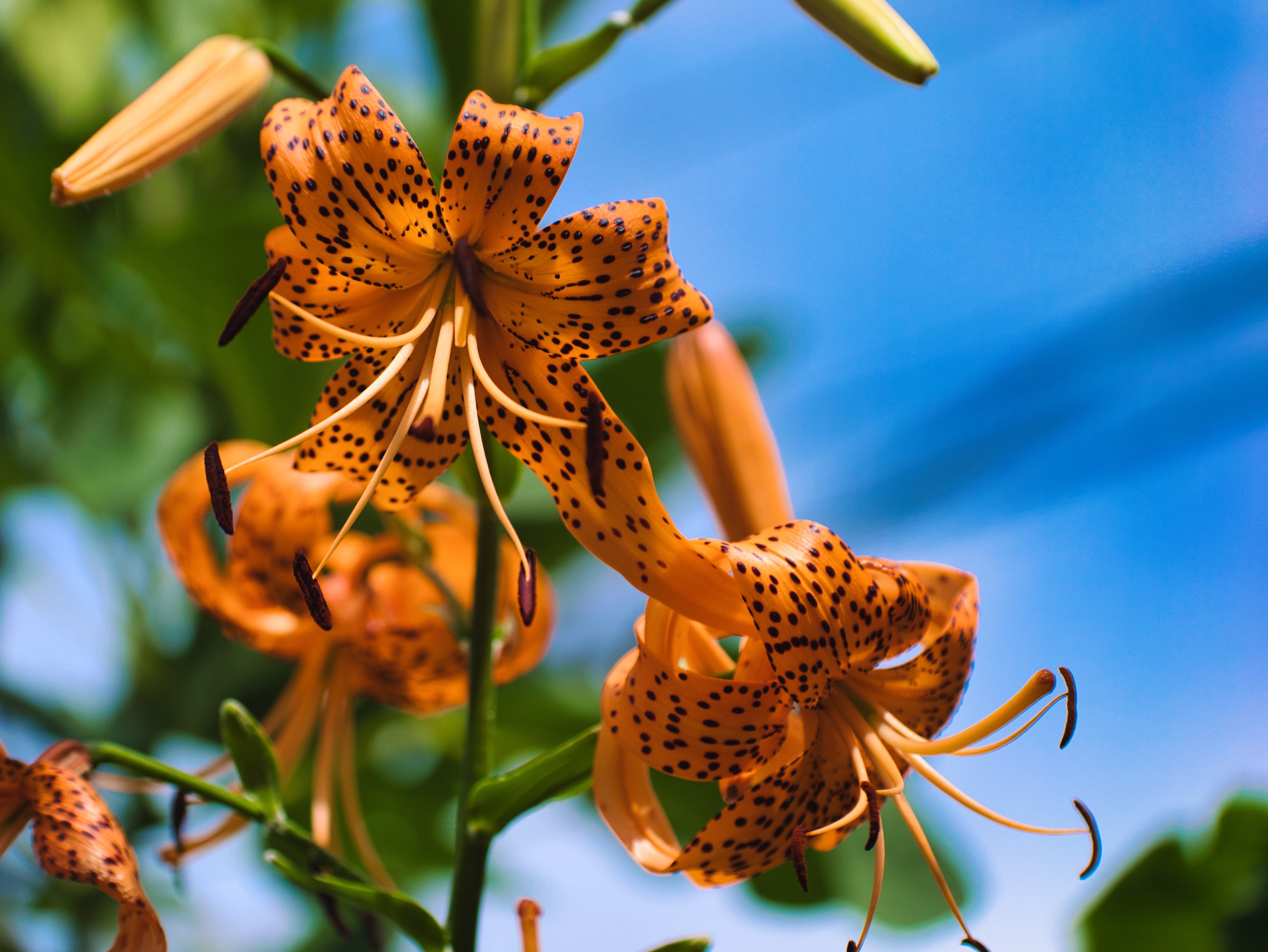 LUMIX G X VARIO 35-100mm/F2.8/POWER O.I.S』初夏の緑を収める。[写真