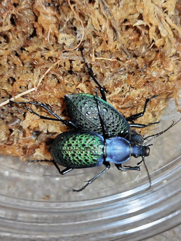 カブリモドキ　飼育交雑個体 カブリモドキ 飼育交雑個体②