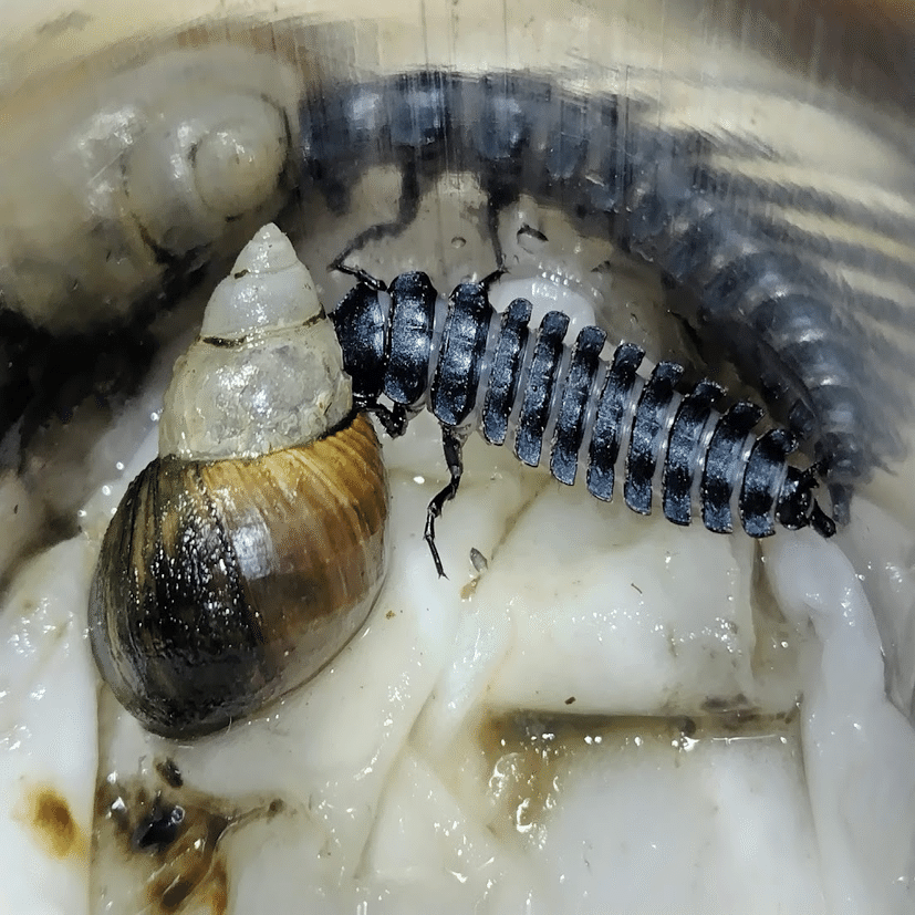 エリスカブリモドキ飼育録｜おさこじき