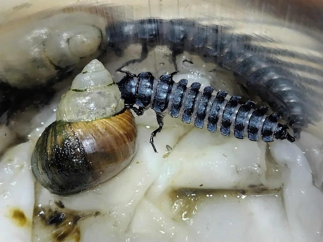 エリスカブリモドキ飼育録｜おさこじき