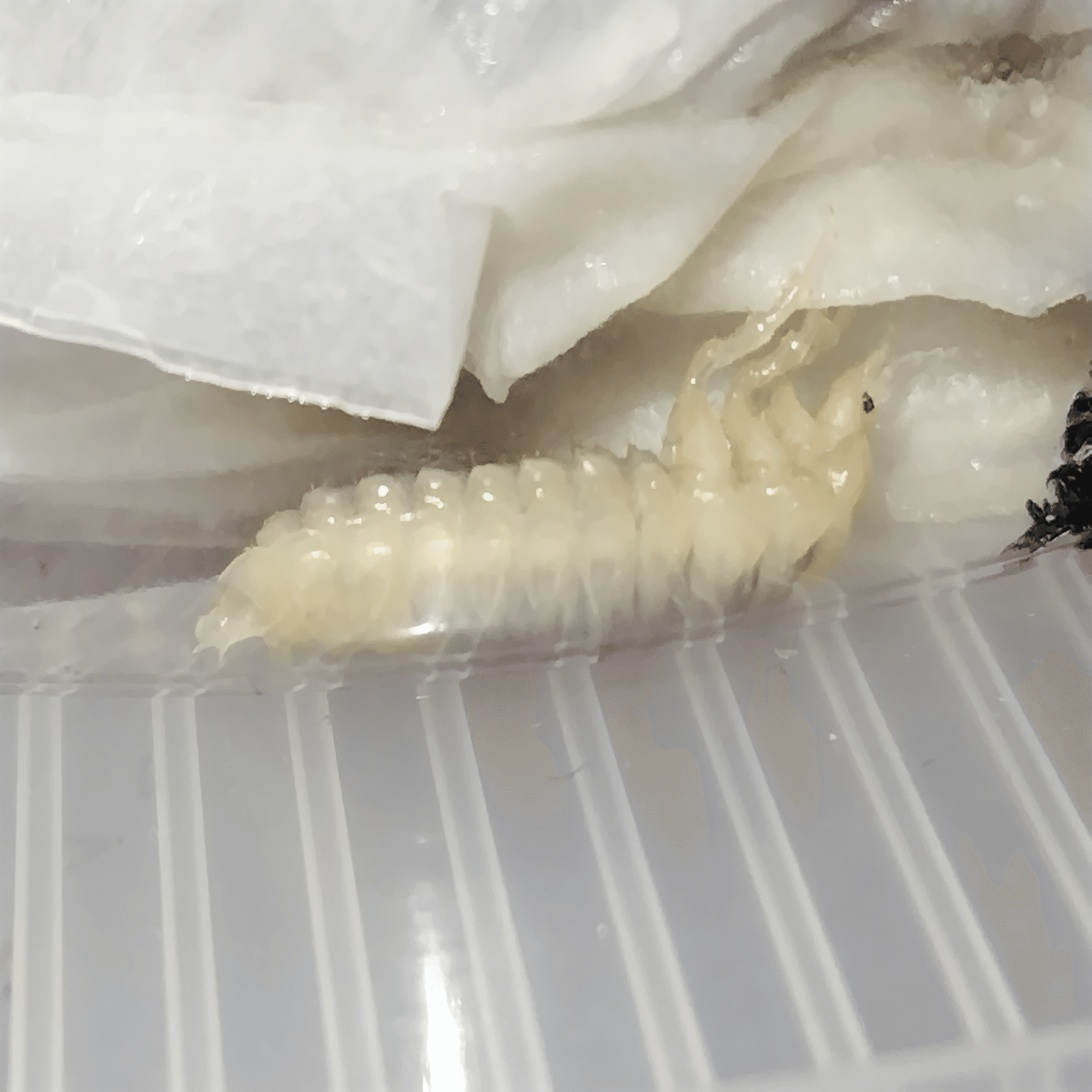 エリスカブリモドキ飼育録｜おさこじき