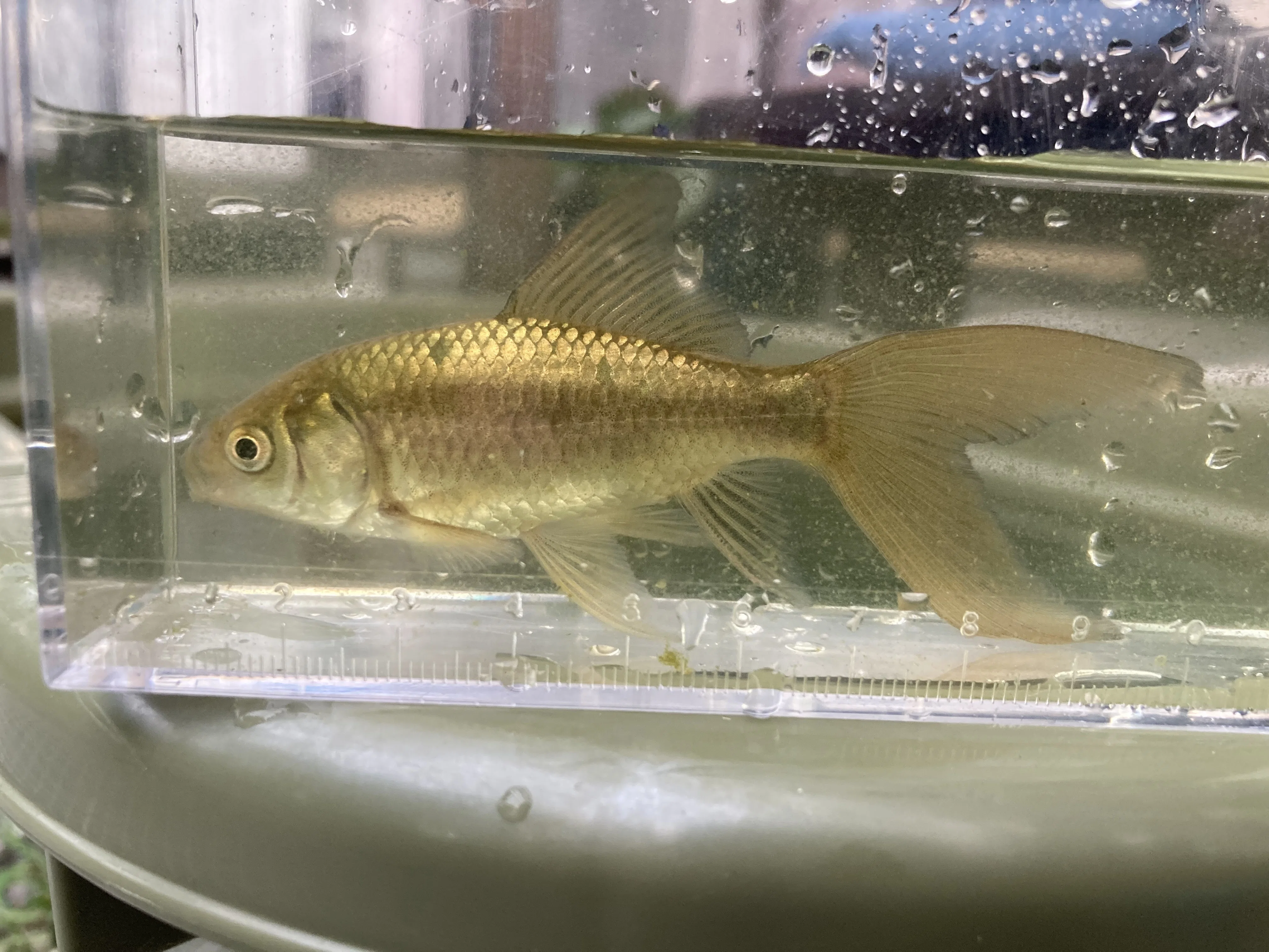 金魚の紹介-屋外編｜ミント味