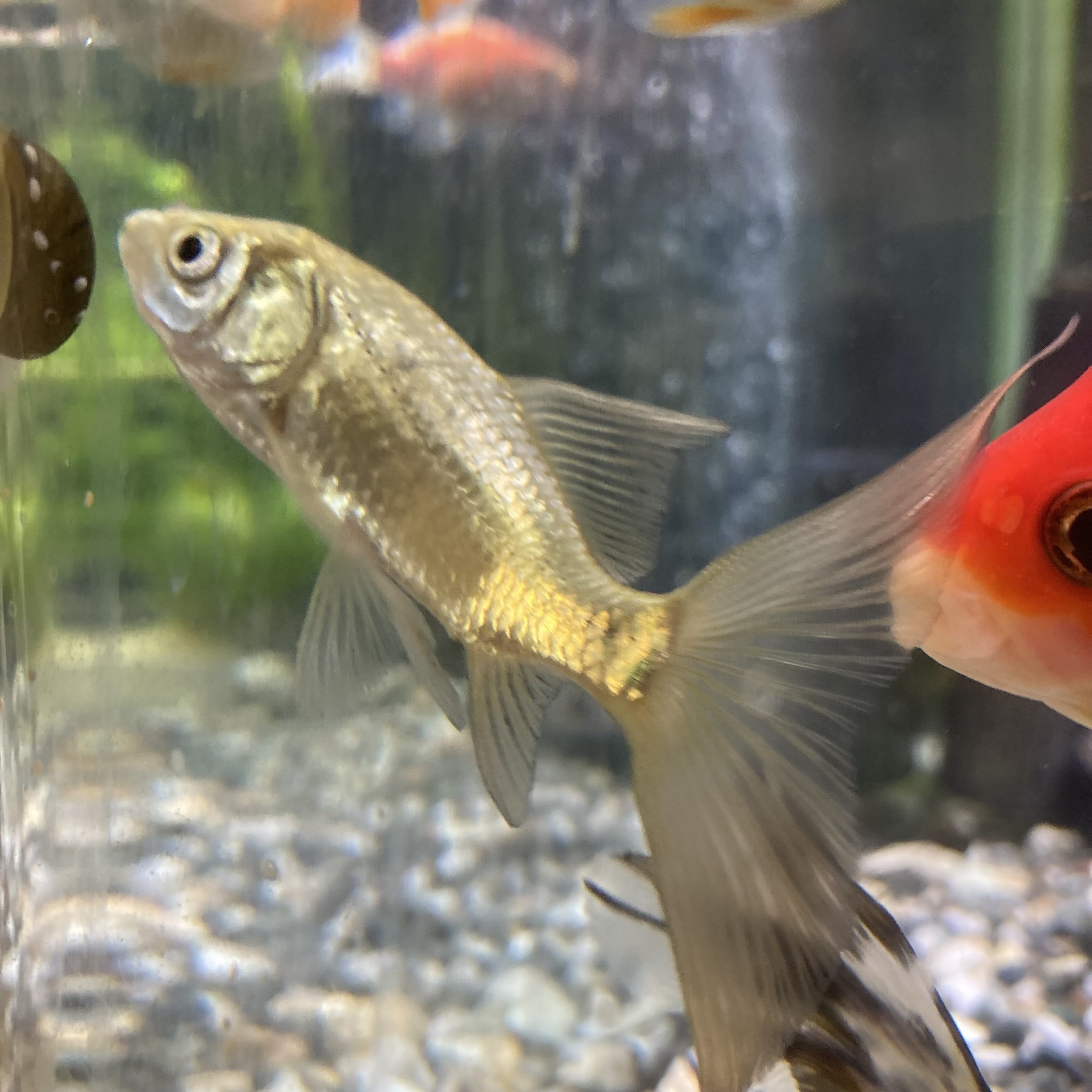 金魚の紹介-屋外編｜ミント味