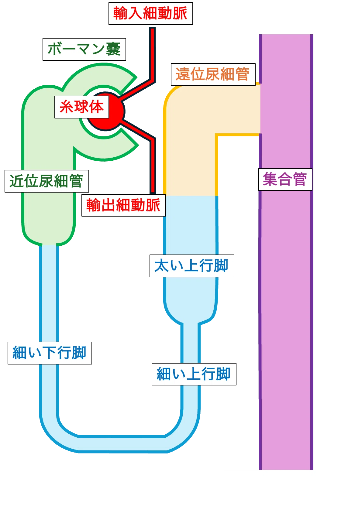 腎臓尿細管 各部位の細胞と輸送体まとめ｜つかれのーと