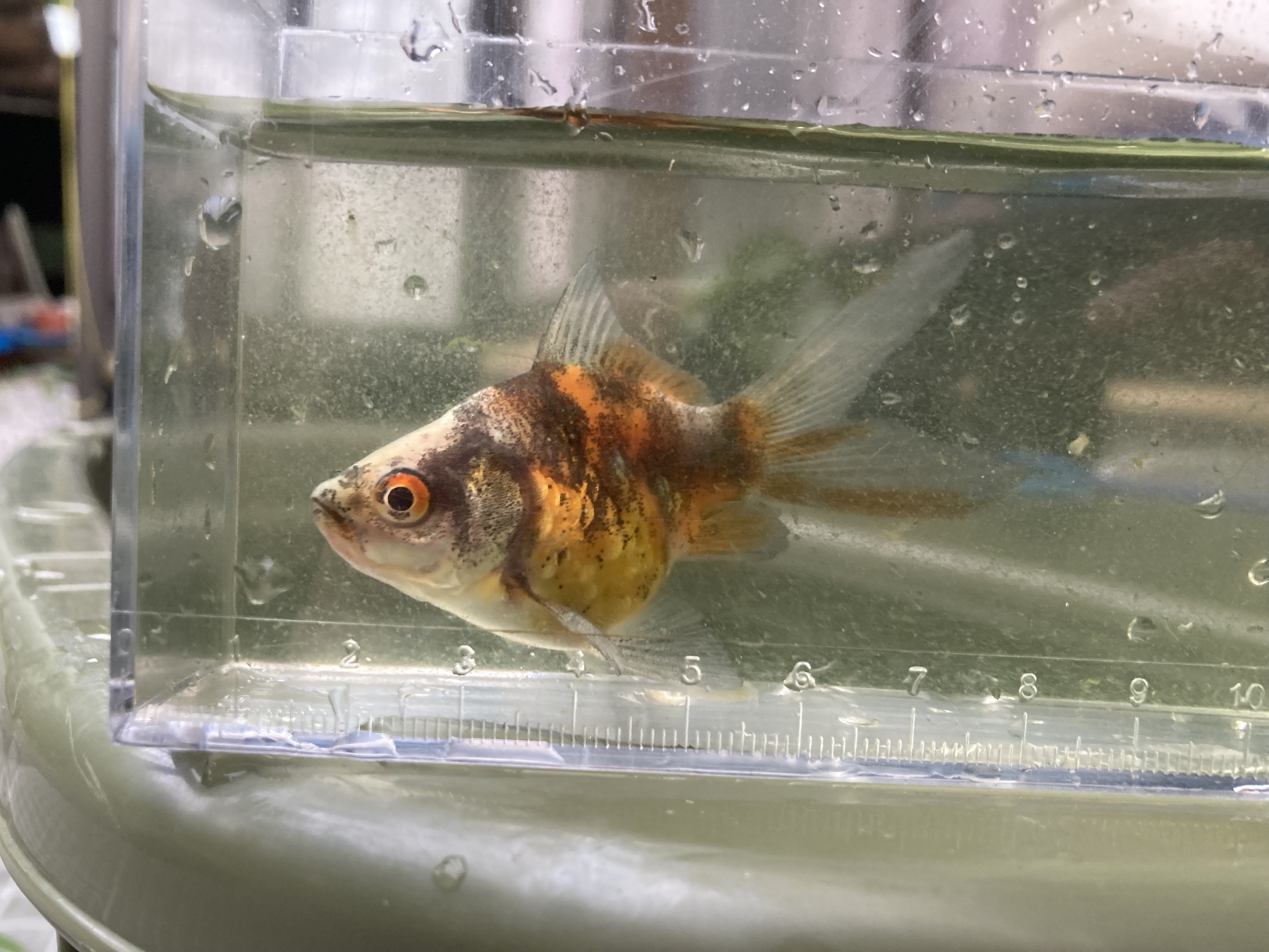 金魚の紹介-屋外編｜ミント味