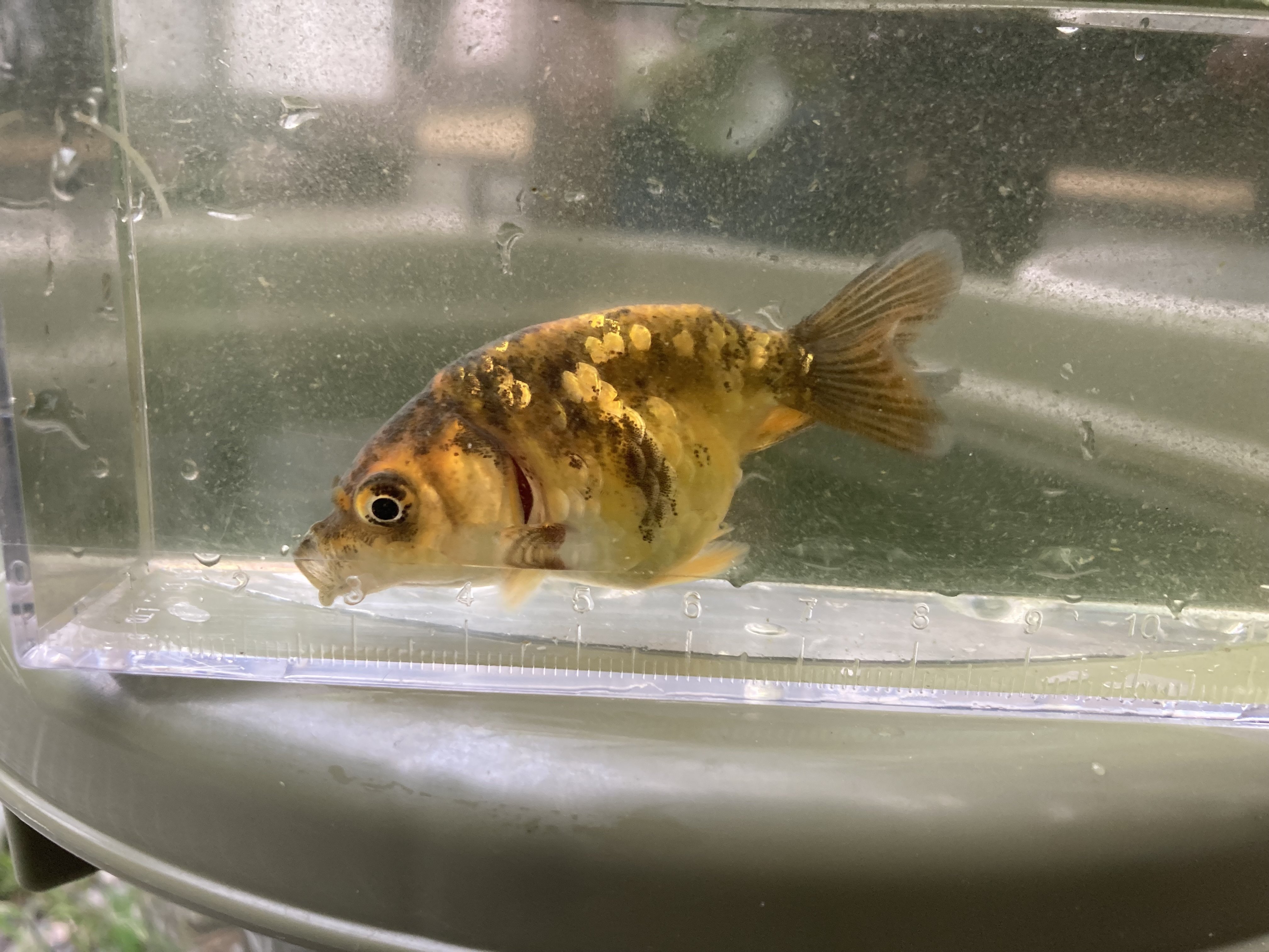 金魚の紹介-屋外編｜ミント味