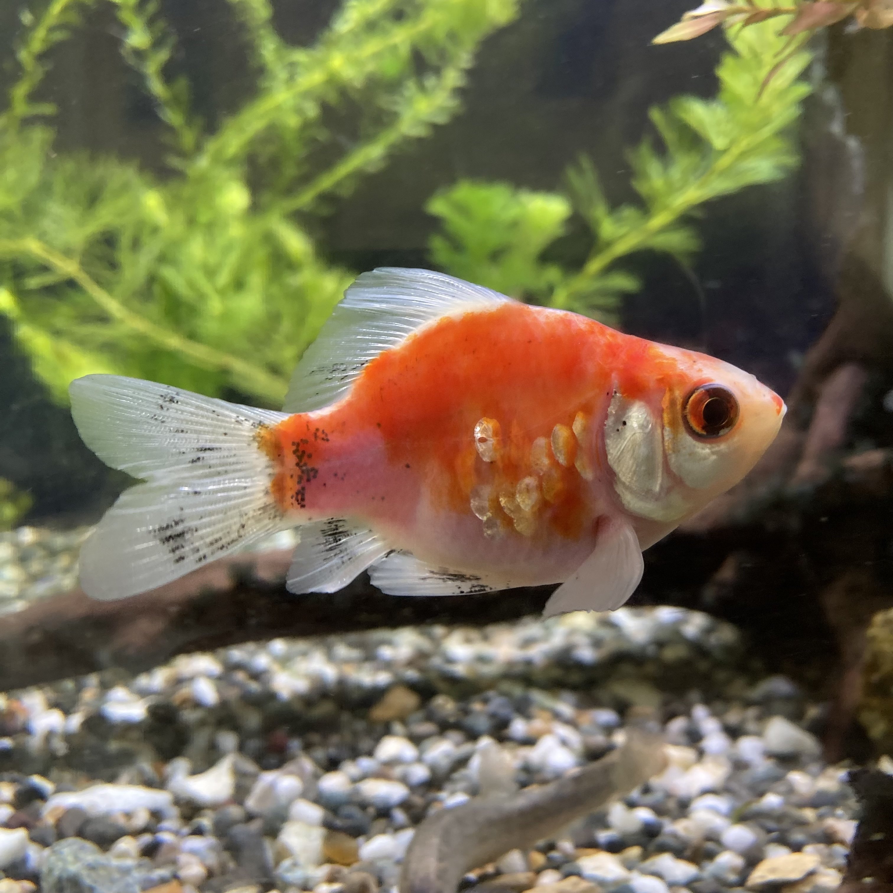 金魚の紹介-屋外編｜ミント味