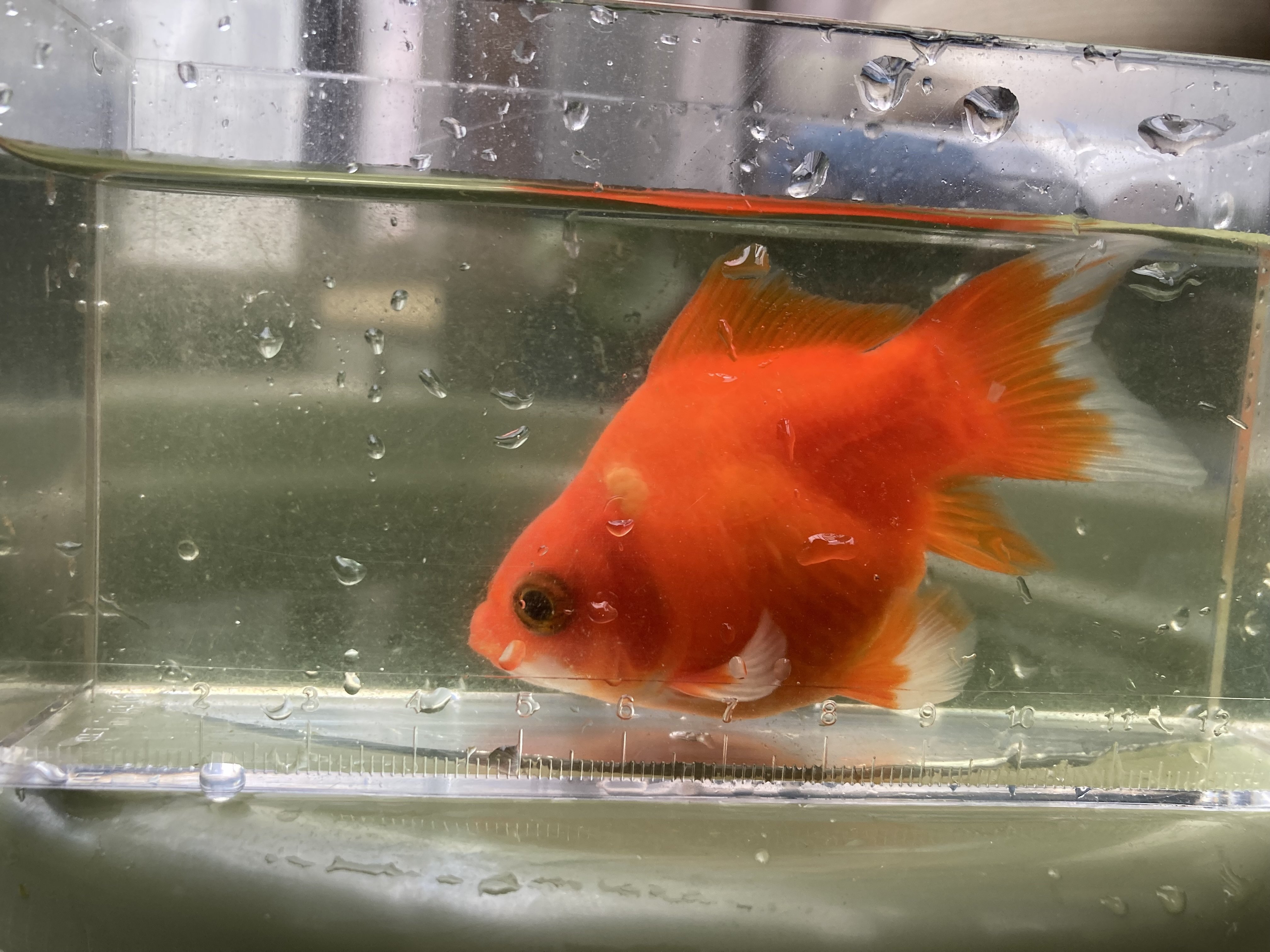 金魚の紹介-屋外編｜ミント味