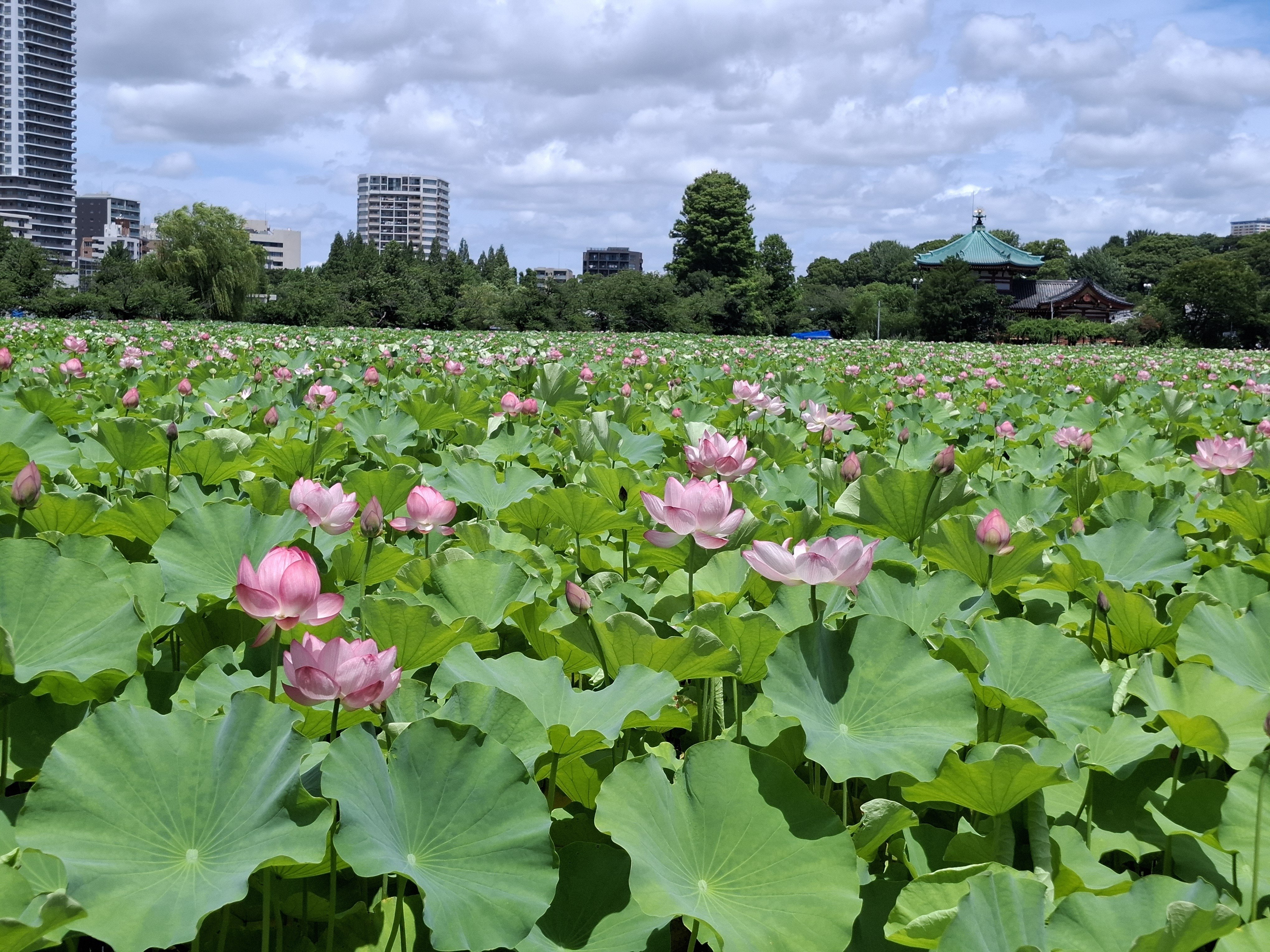 蓮の海原～上野不忍池～｜kitoma