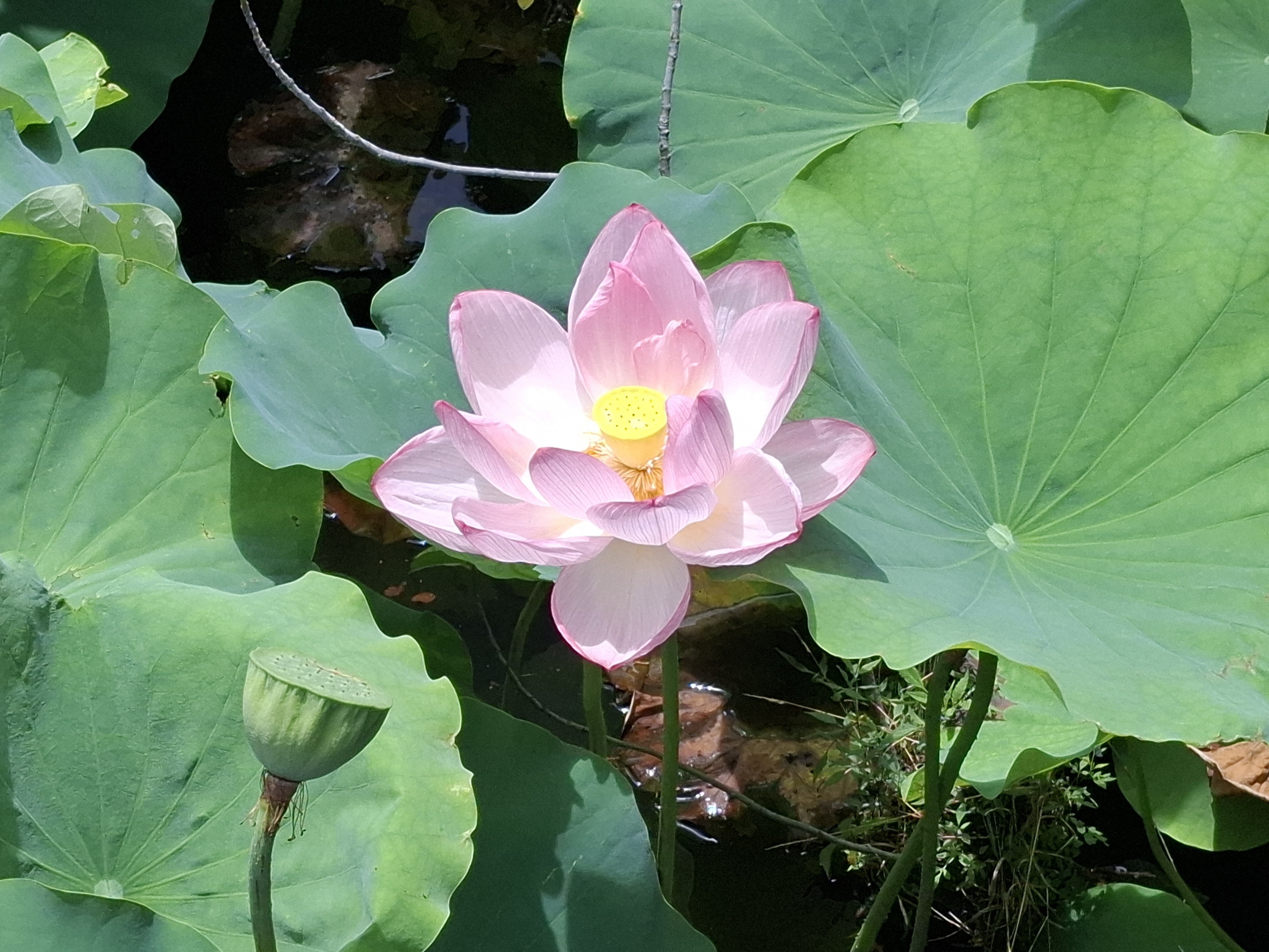 蓮の海原～上野不忍池～｜kitoma