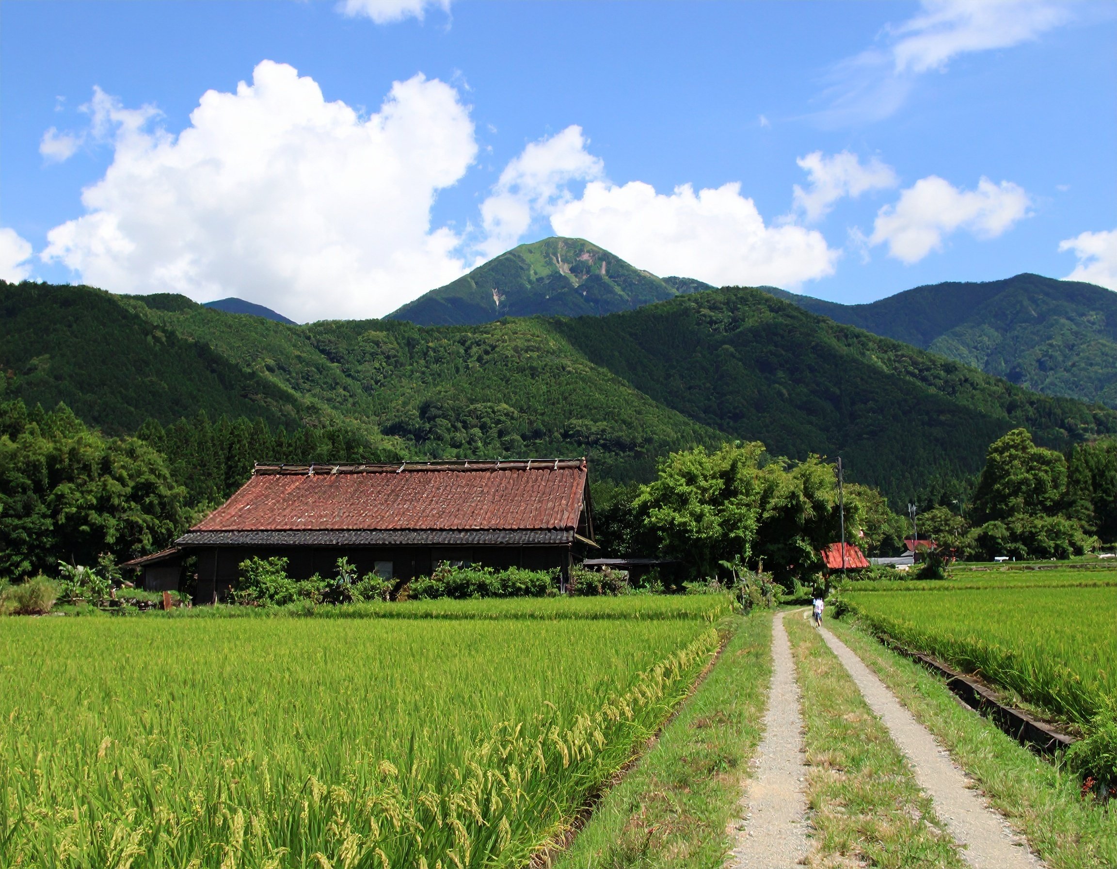 Firefly勉強記】30日目〜夏の田舎風景〜｜森まり｜会社員＆副業Webライター