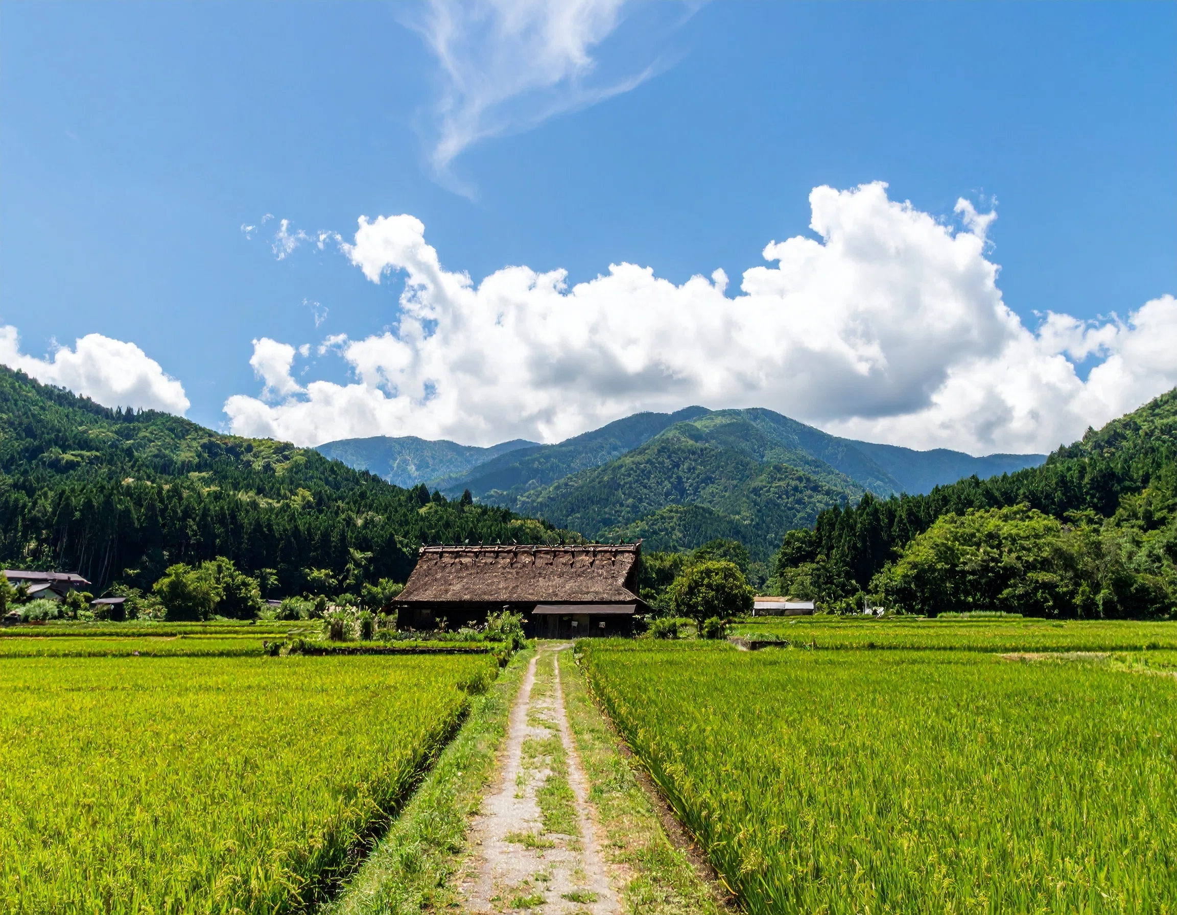 Firefly勉強記】30日目〜夏の田舎風景〜｜森まり｜会社員＆副業Webライター