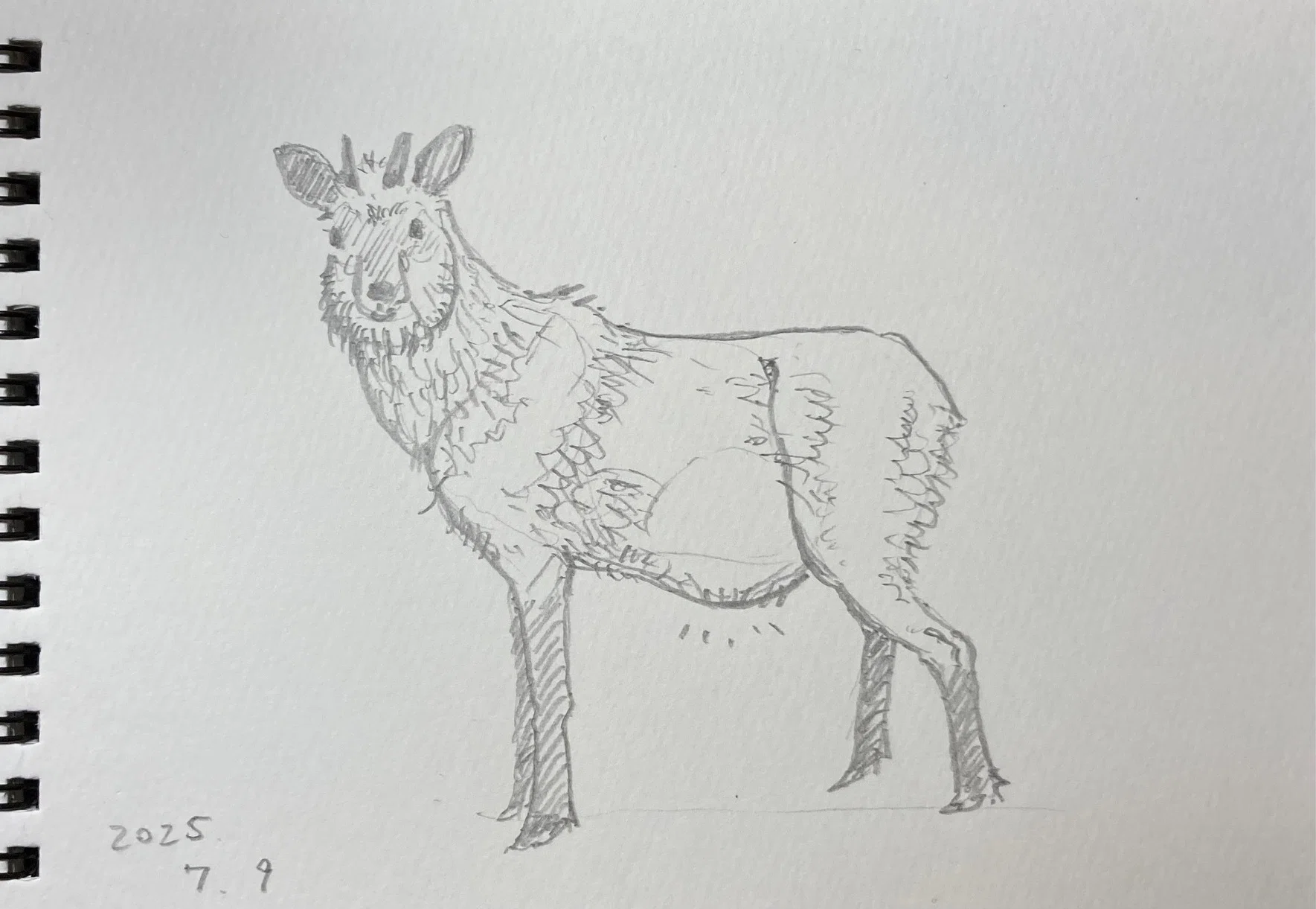 テント泊をしながら野生動物の絵を描く話(初夏:作品完成)｜菅原 寛