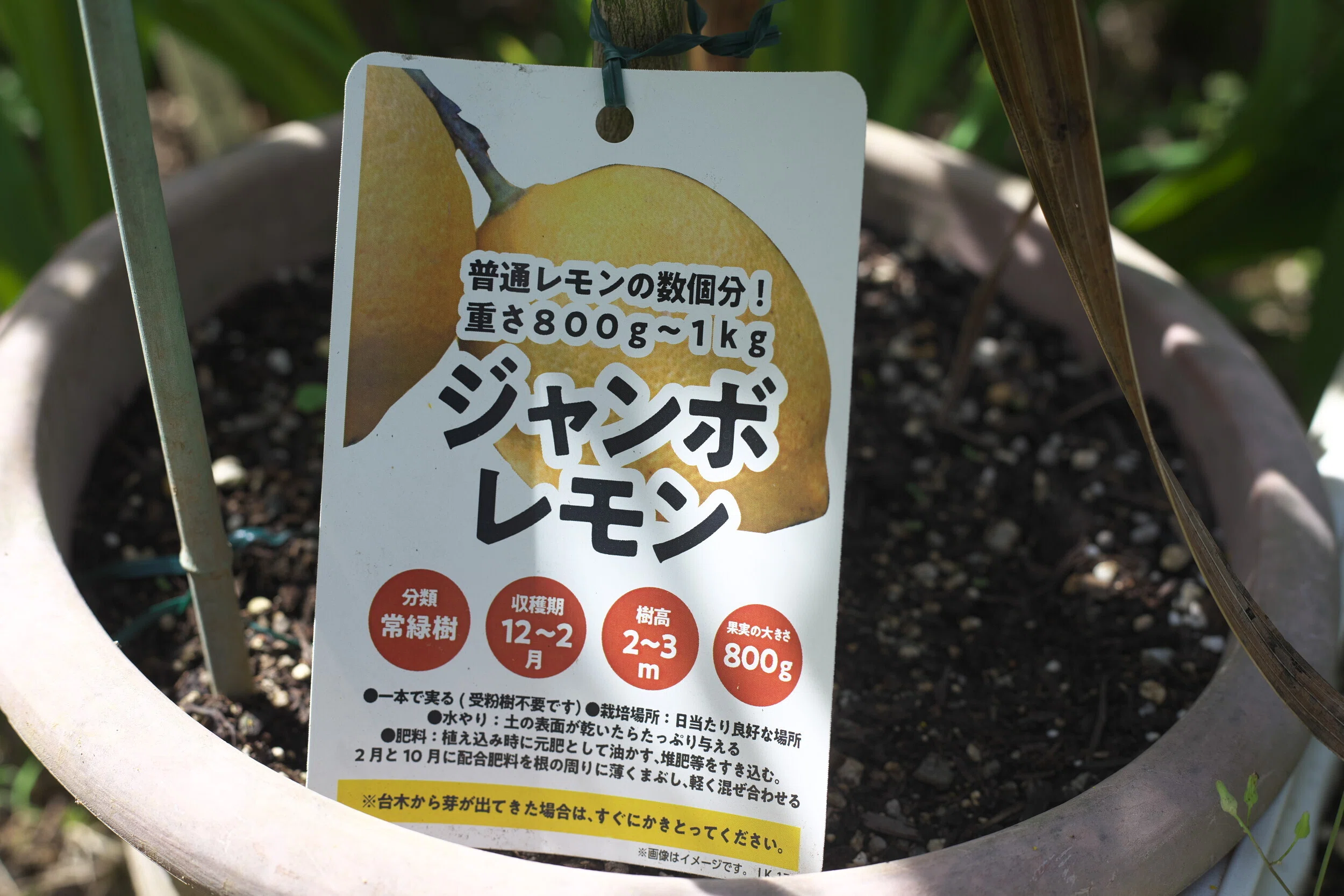 299】巨大レモン：ジャンボレモンが大物過ぎるかも！ 育成記録その1